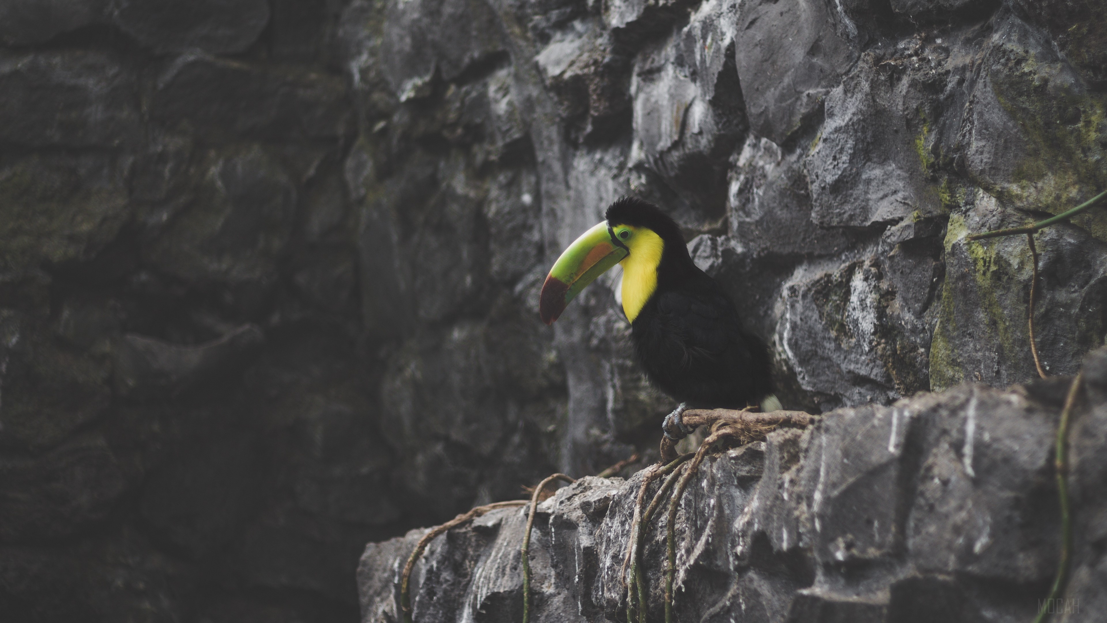 Toucan sitting on rocks 4K HD Wallpaper