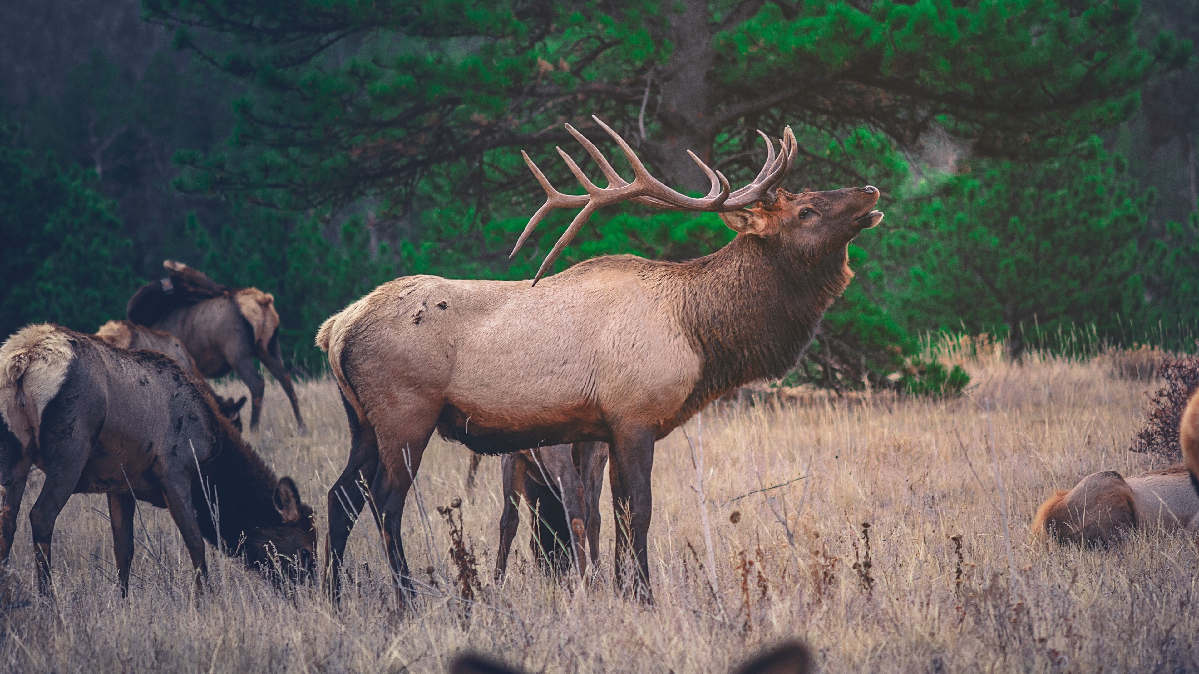 Bull Elk bugling in a field with other elk HD Wallpaper
