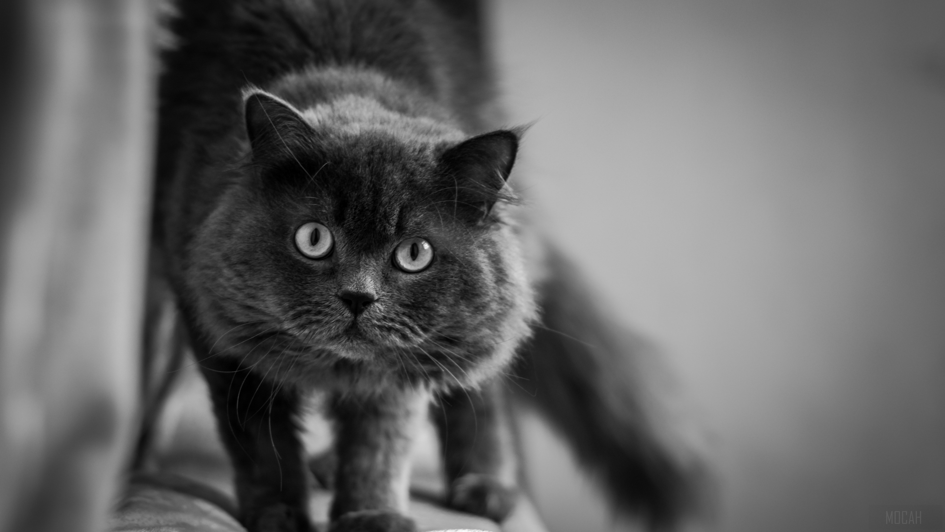 Fluffy black cat with wide eyes HD Wallpaper