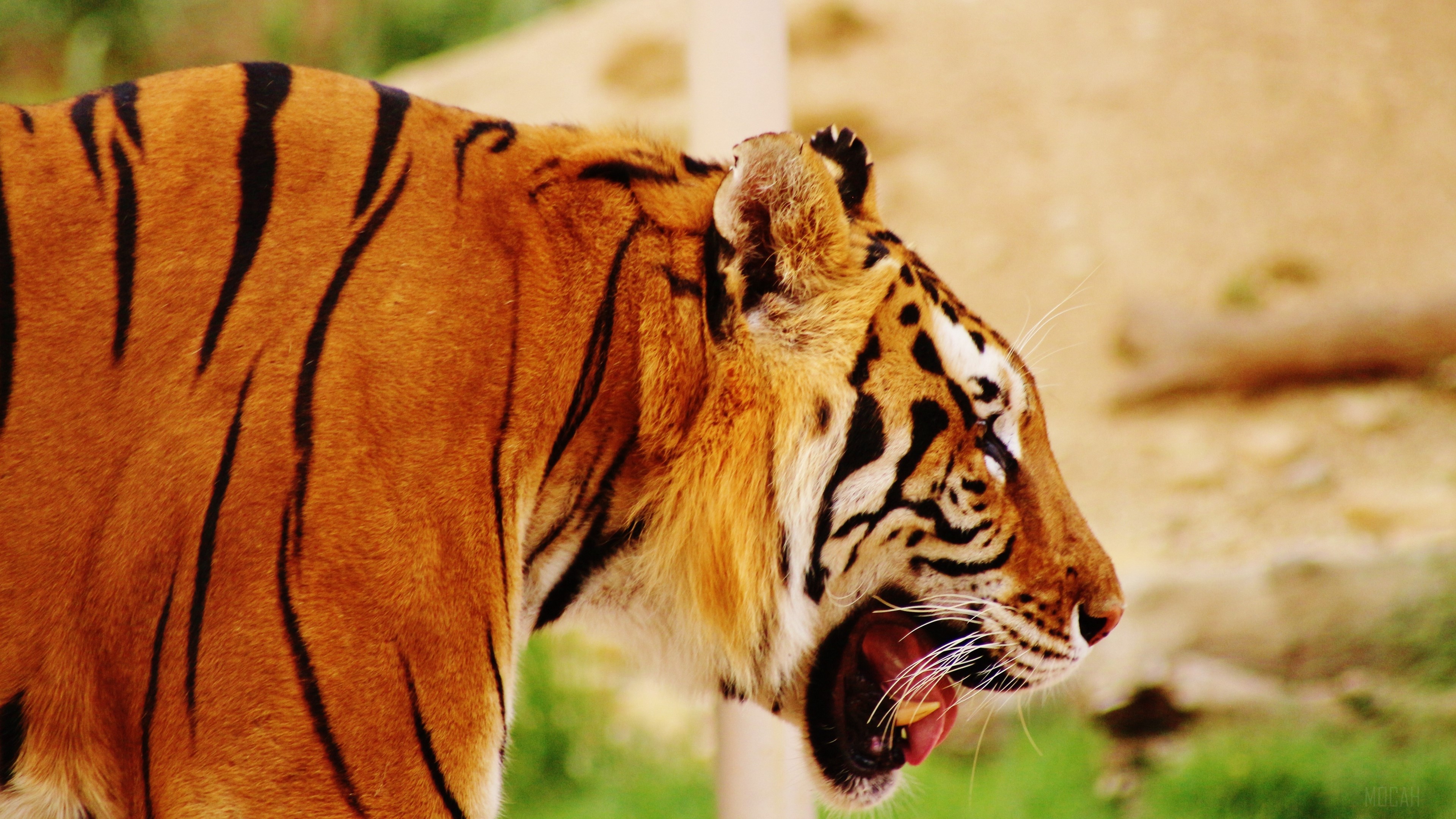 Tiger profile with mouth open 4K HD Wallpaper