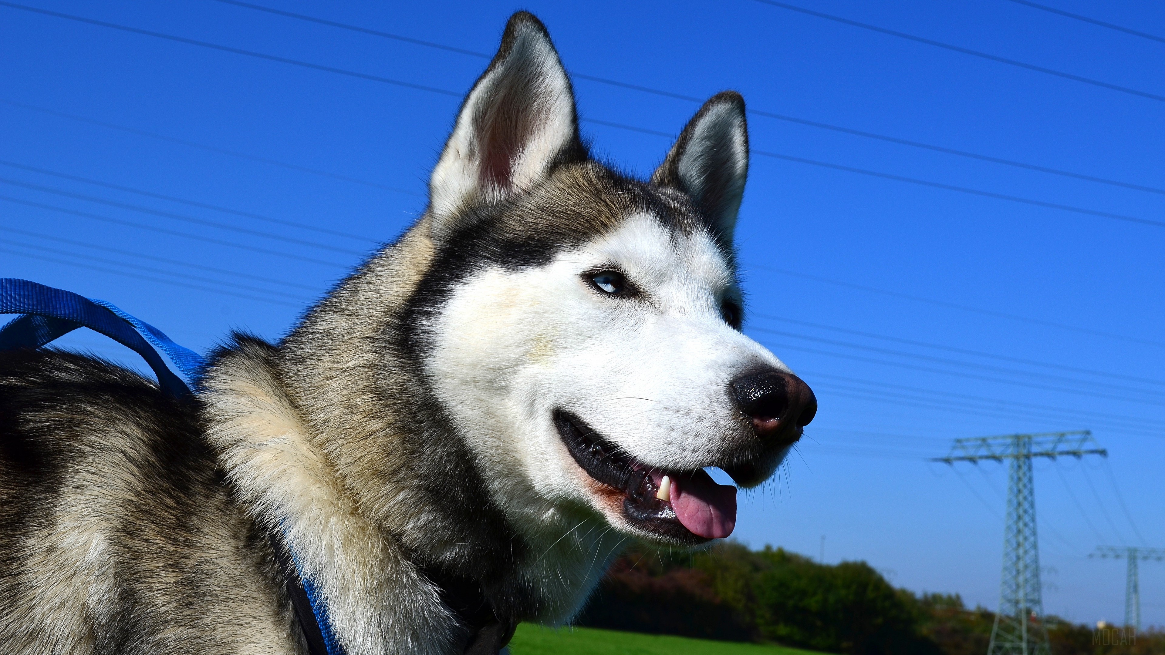 Husky dog with blue eyes and power lines HD Wallpaper