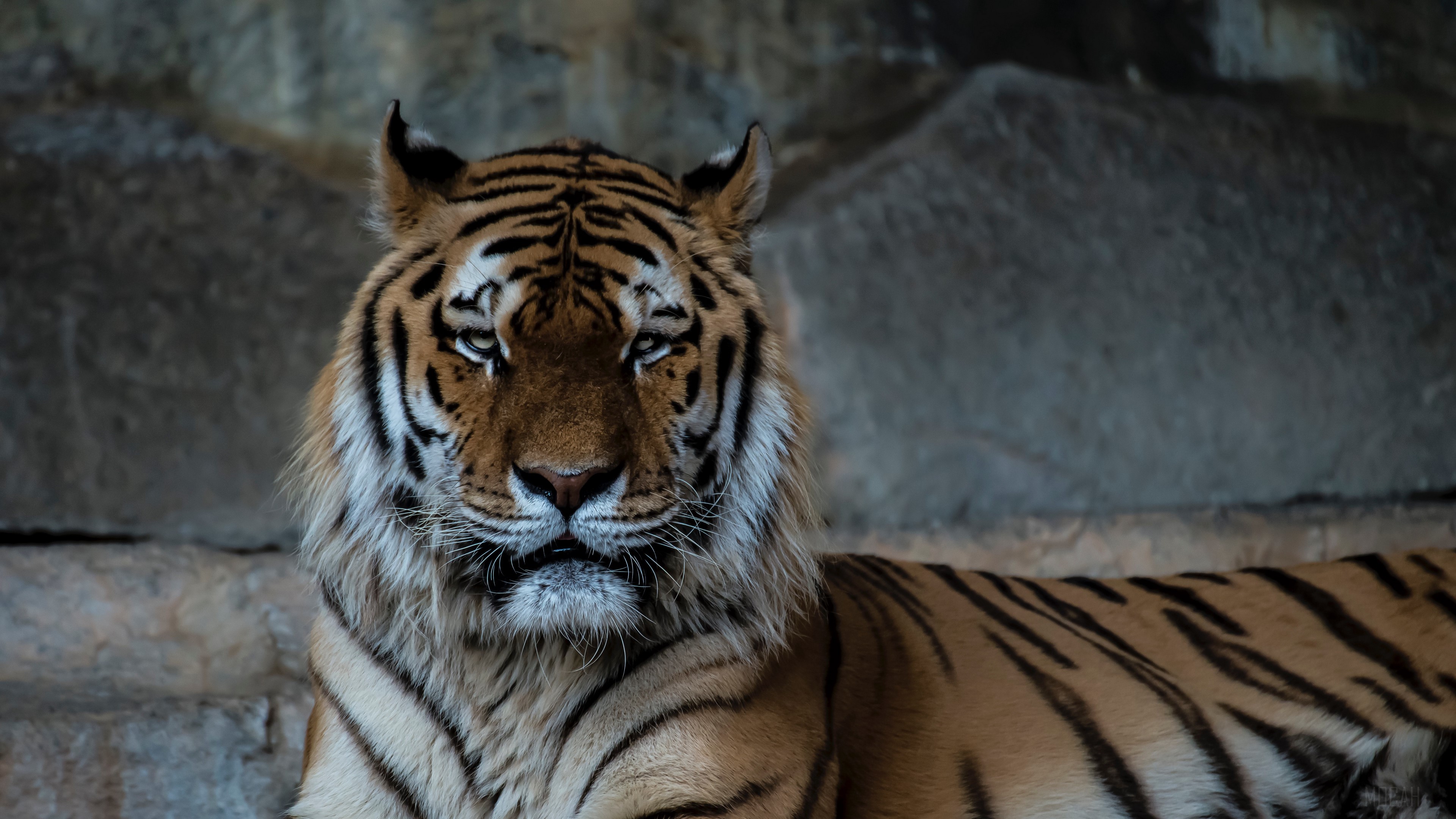 Tiger predator muzzle big cat 4K HD Wallpaper