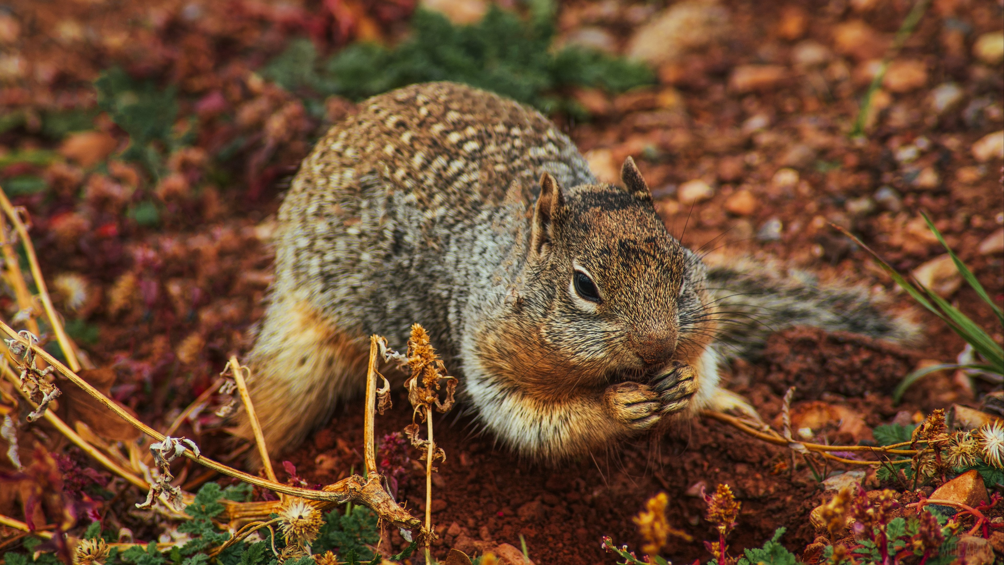 Squirrel eating on the ground 4K HD Wallpaper