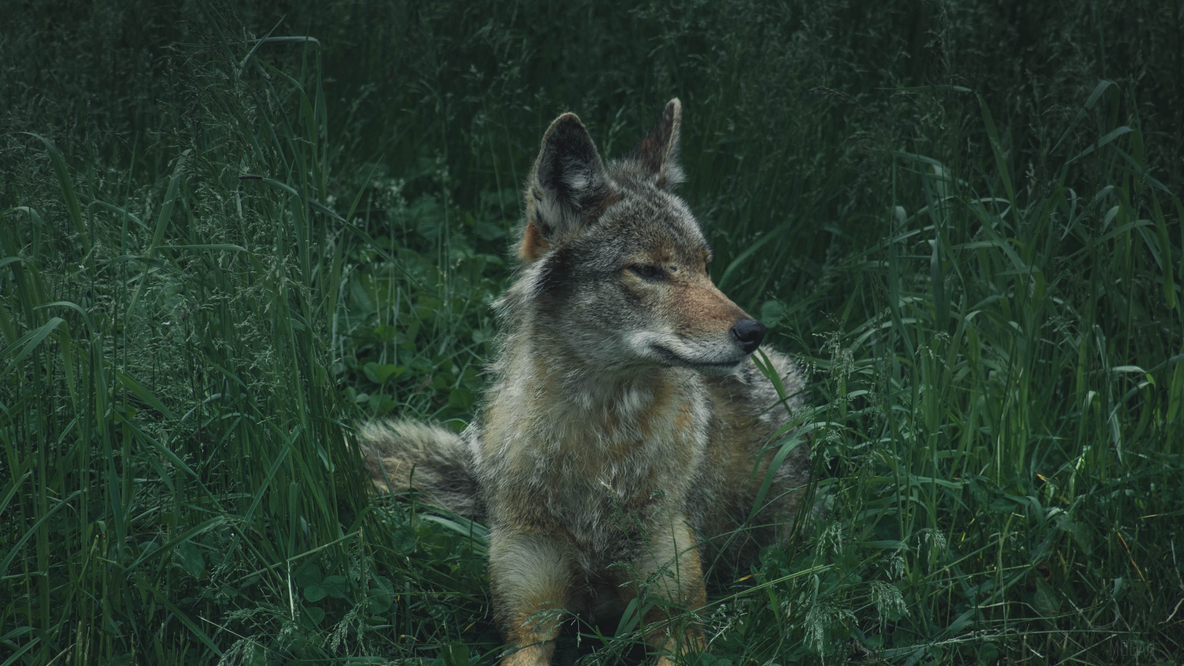 Coyote in tall green grass 4K HD Wallpaper