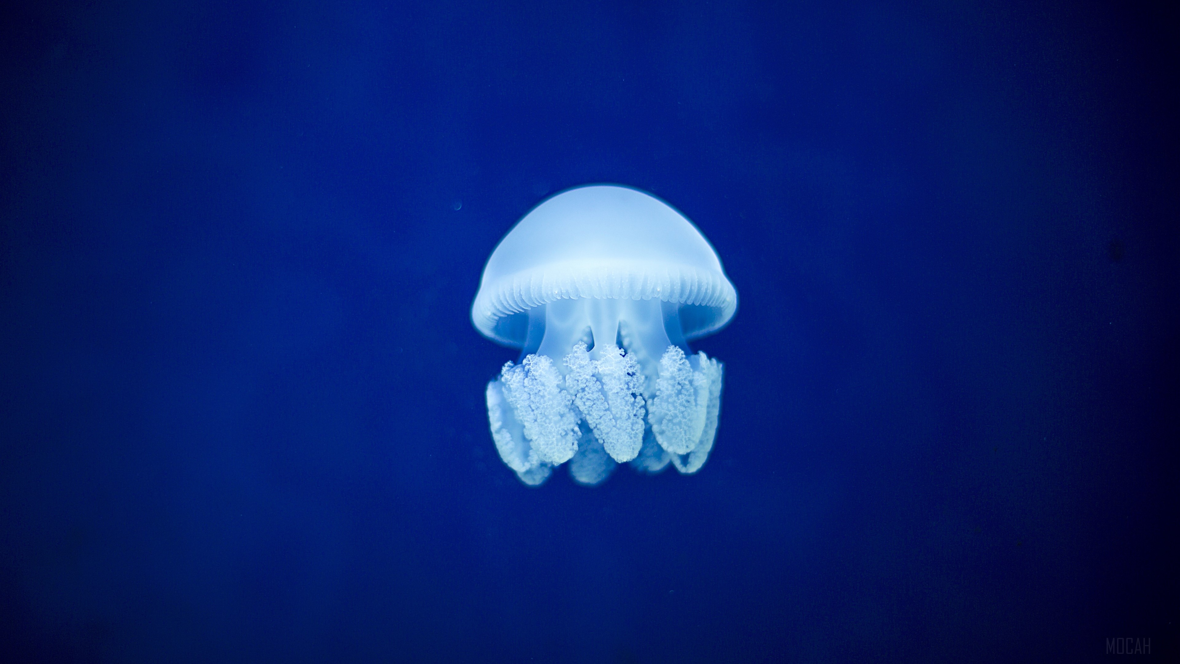 Jellyfish in blue underwater world 4K HD Wallpaper