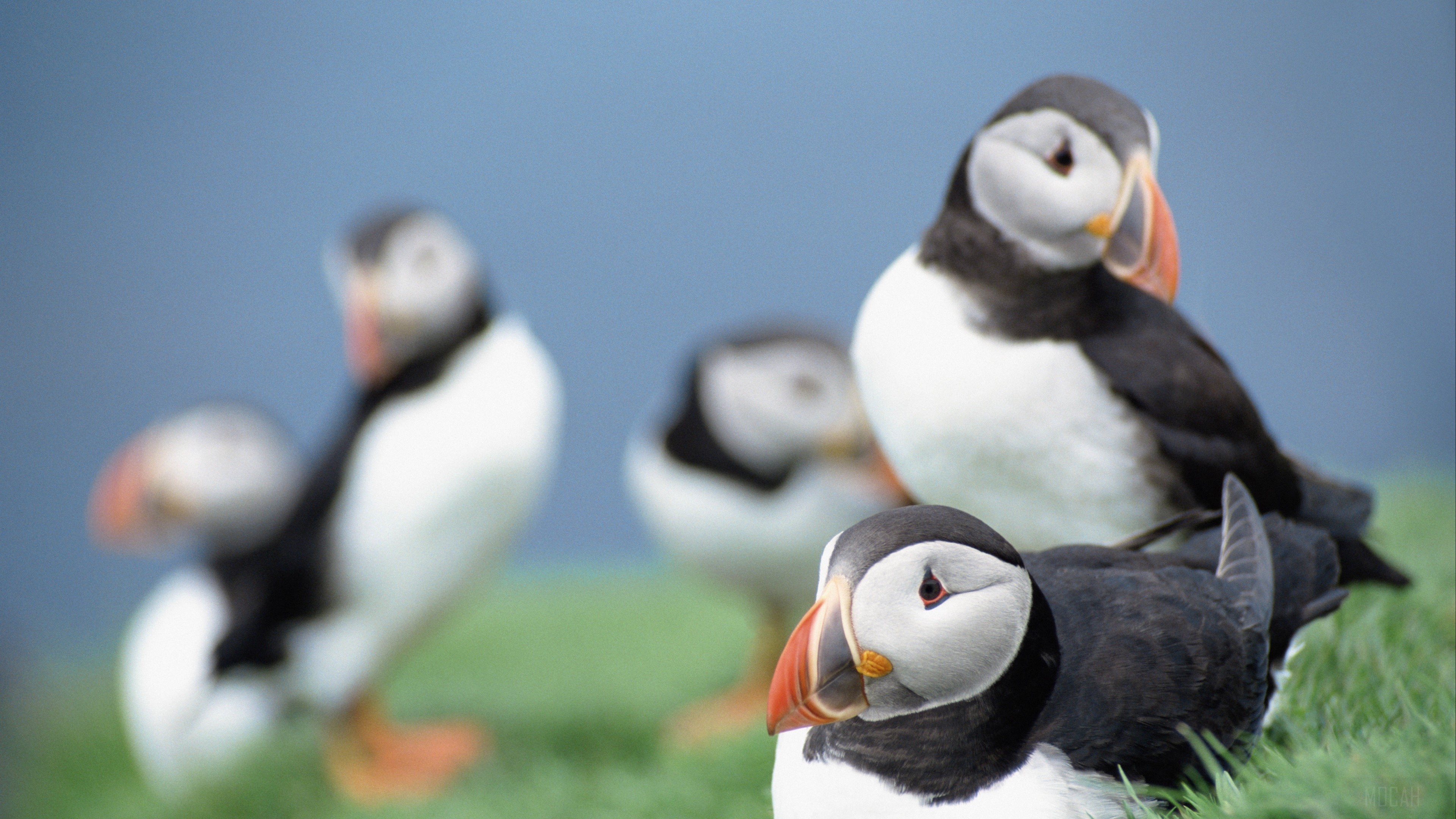 Puffins on grass with blue sky 4K HD Wallpaper