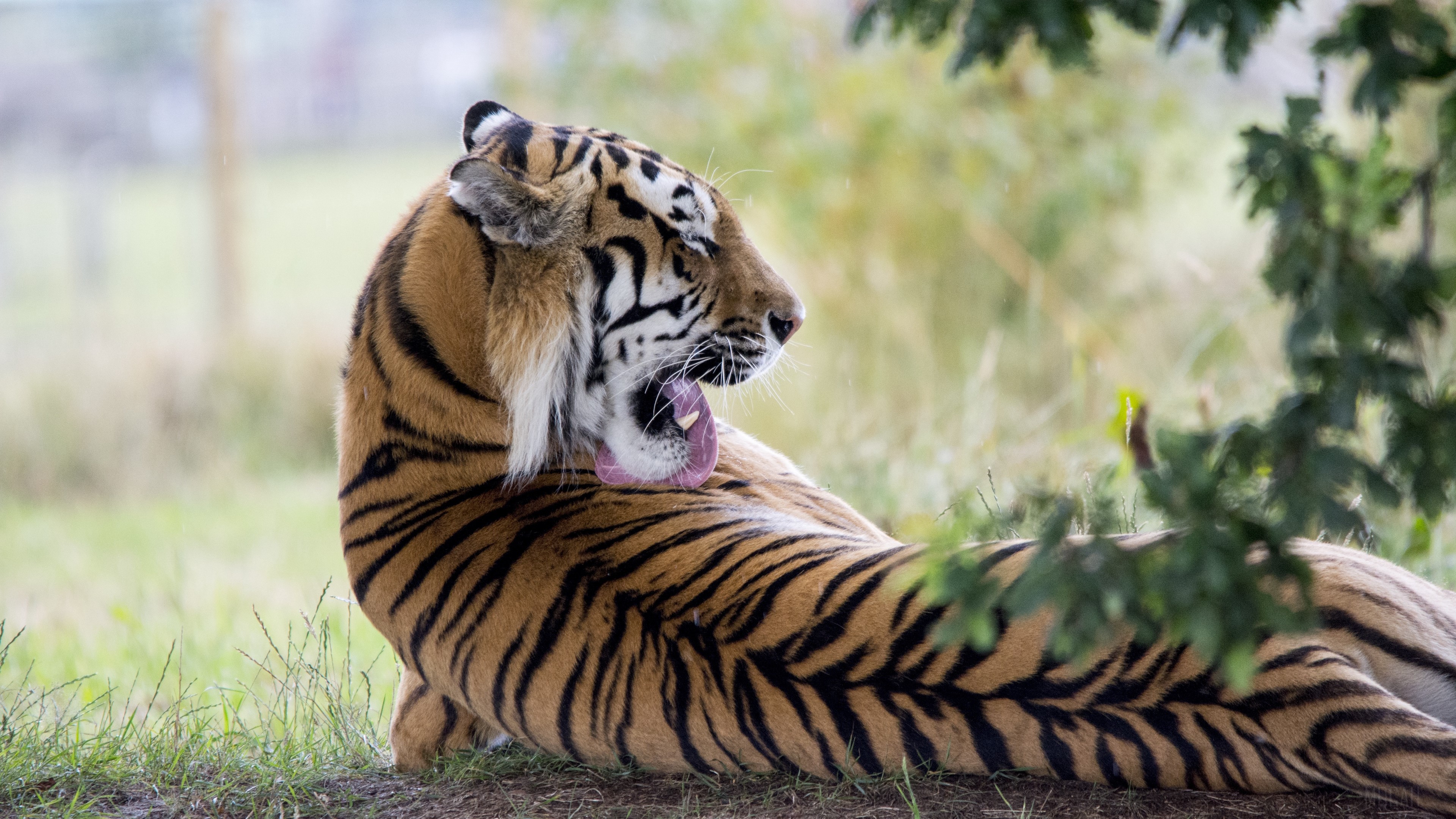 Tiger yawning in a grassy field HD Wallpaper