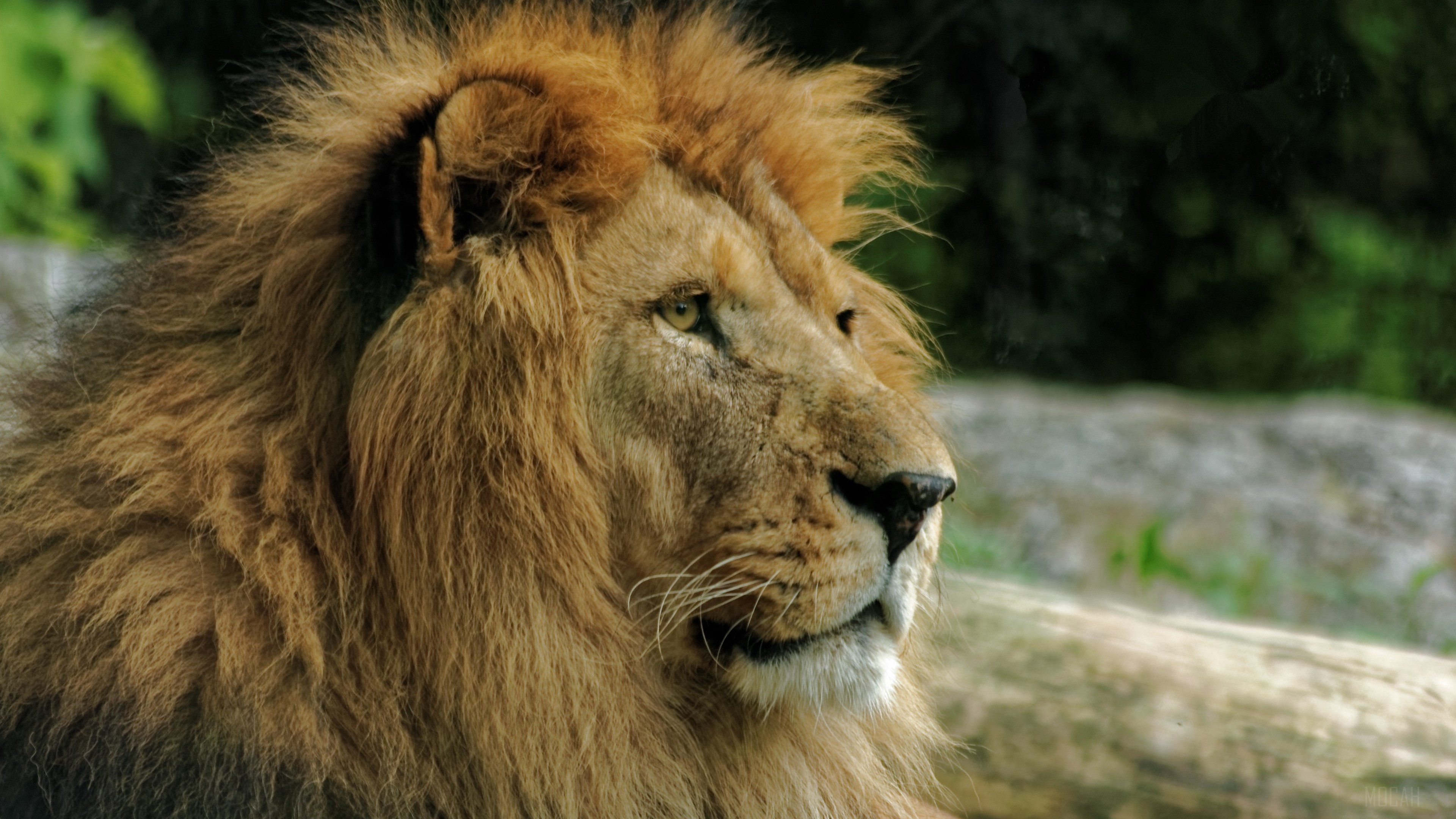 Lion with a mane HD Wallpaper