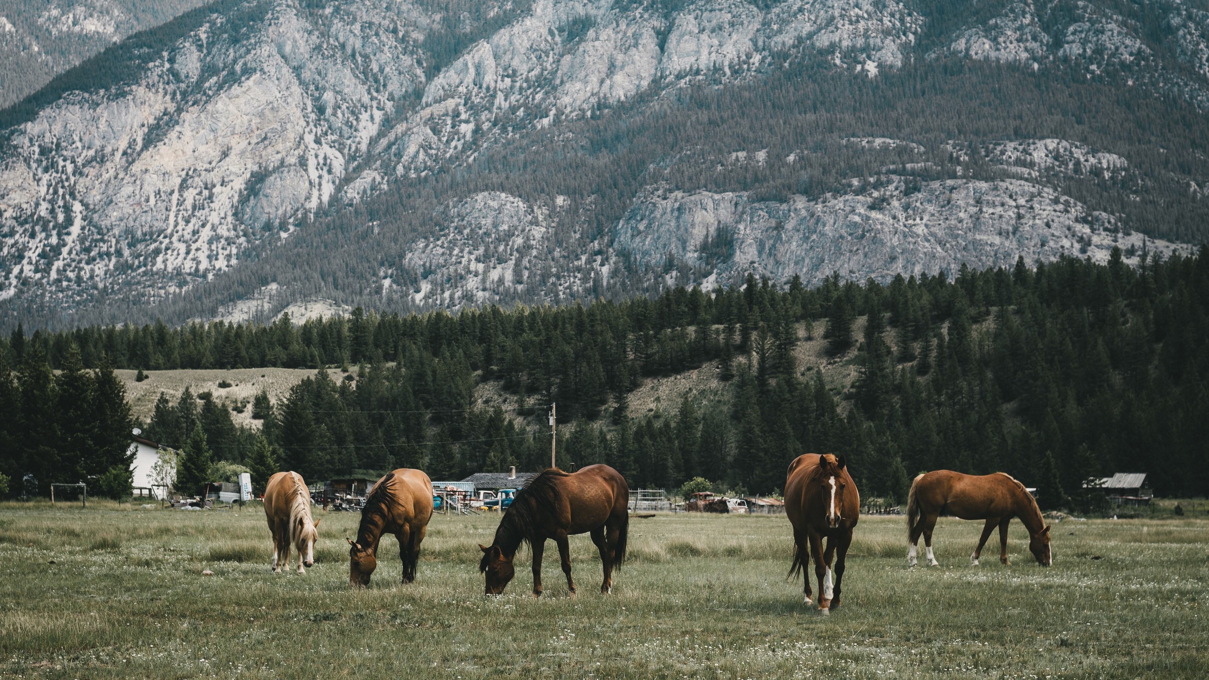 Horses grazing in a pasture with mountains in the background 4K HD Wallpaper