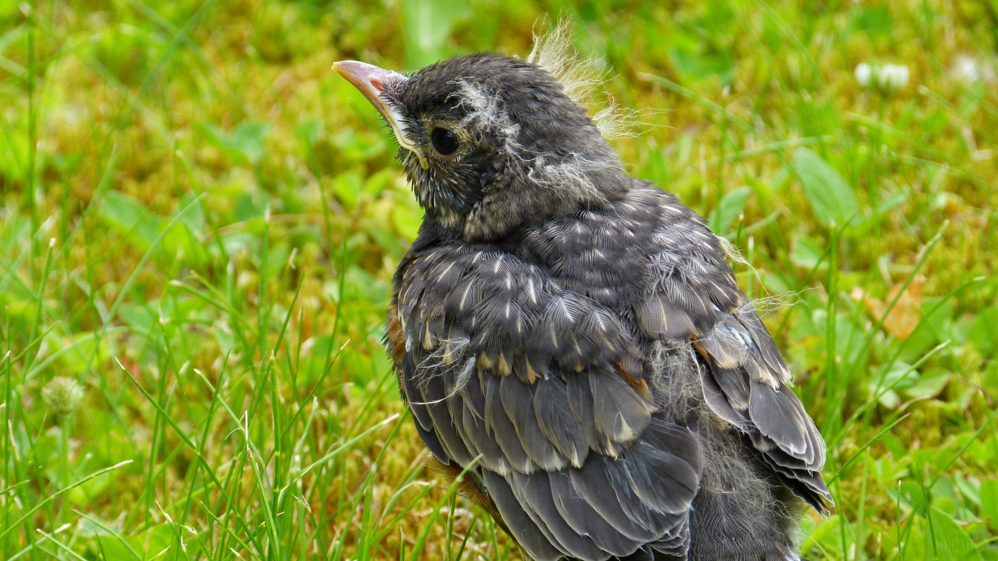 American Robin fledgling in grass 4K HD Wallpaper
