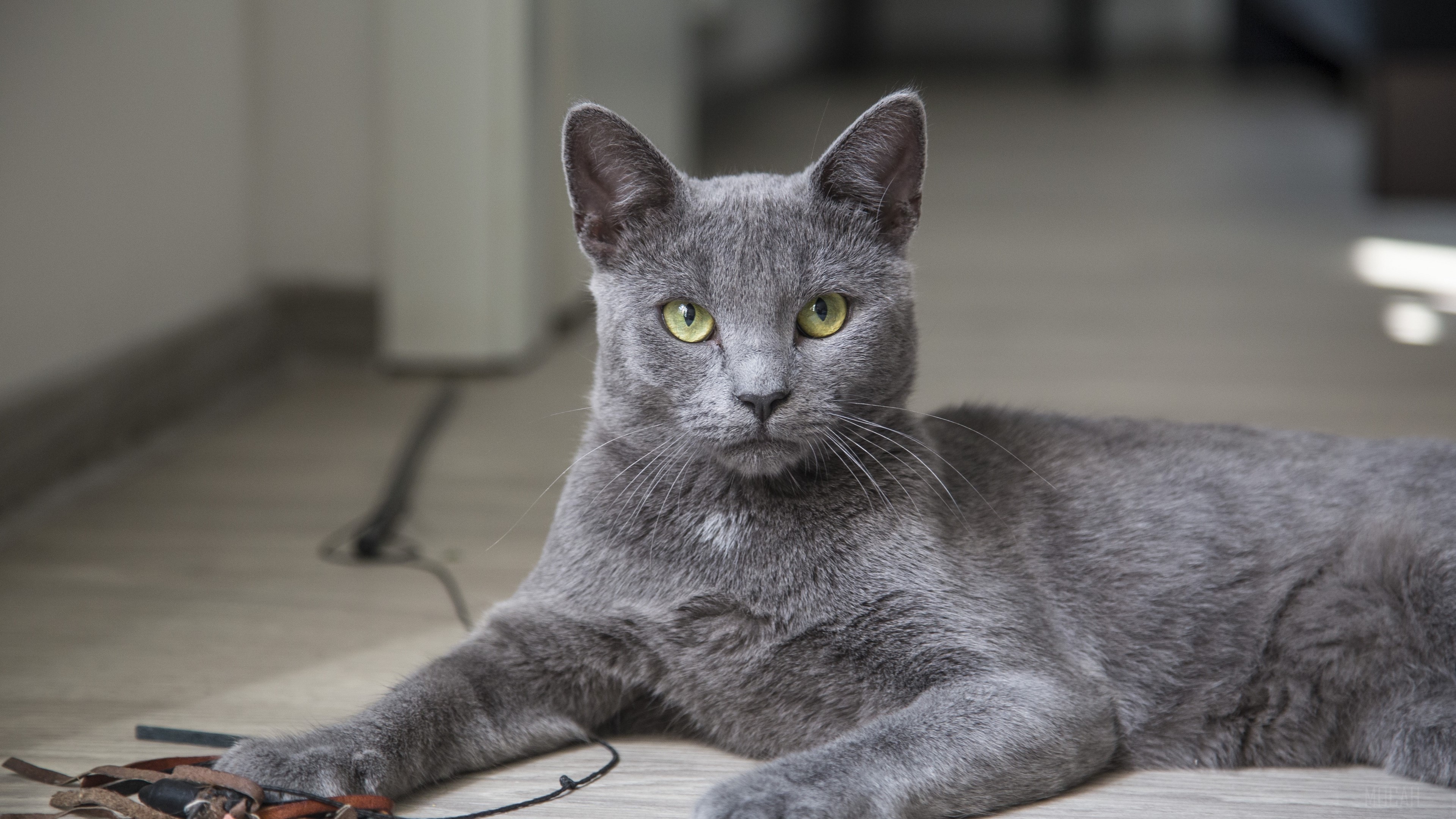 Gray cat lying on the floor HD Wallpaper