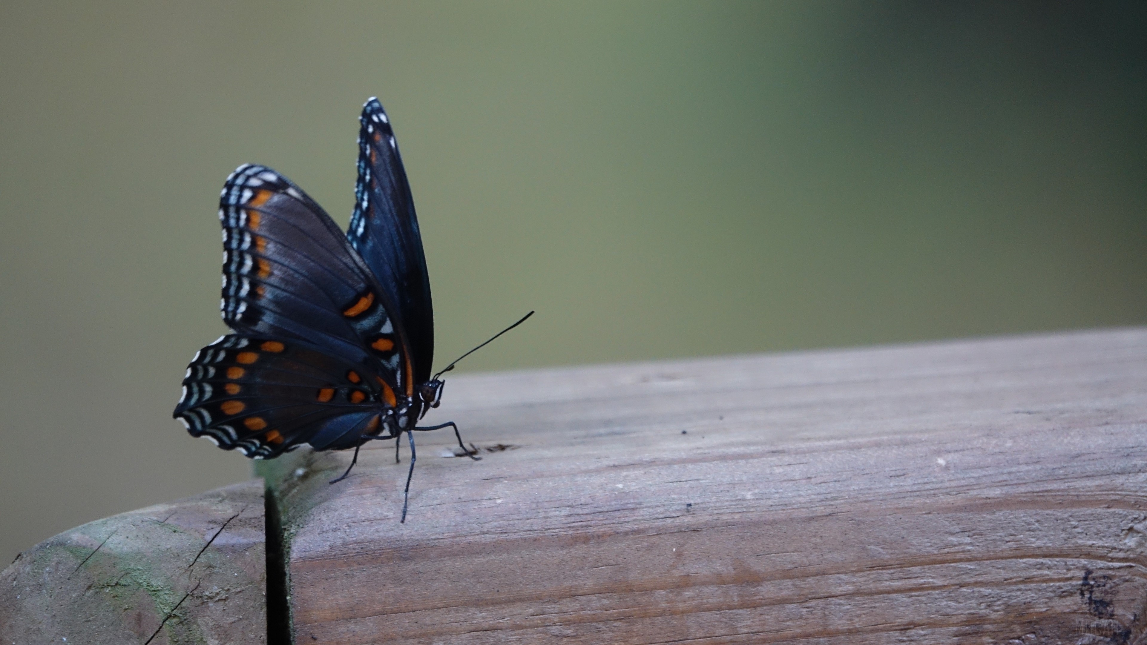 Butterfly with dark wings and orange patterns on wood HD Wallpaper