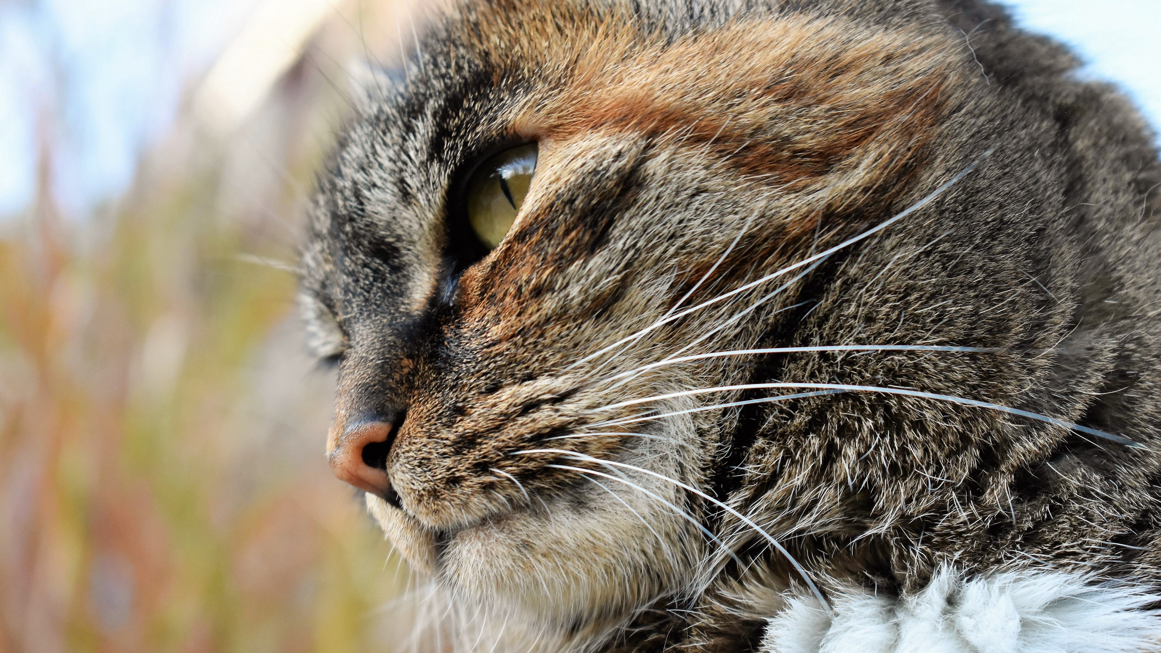 Close-up of a tabby cat's face HD Wallpaper