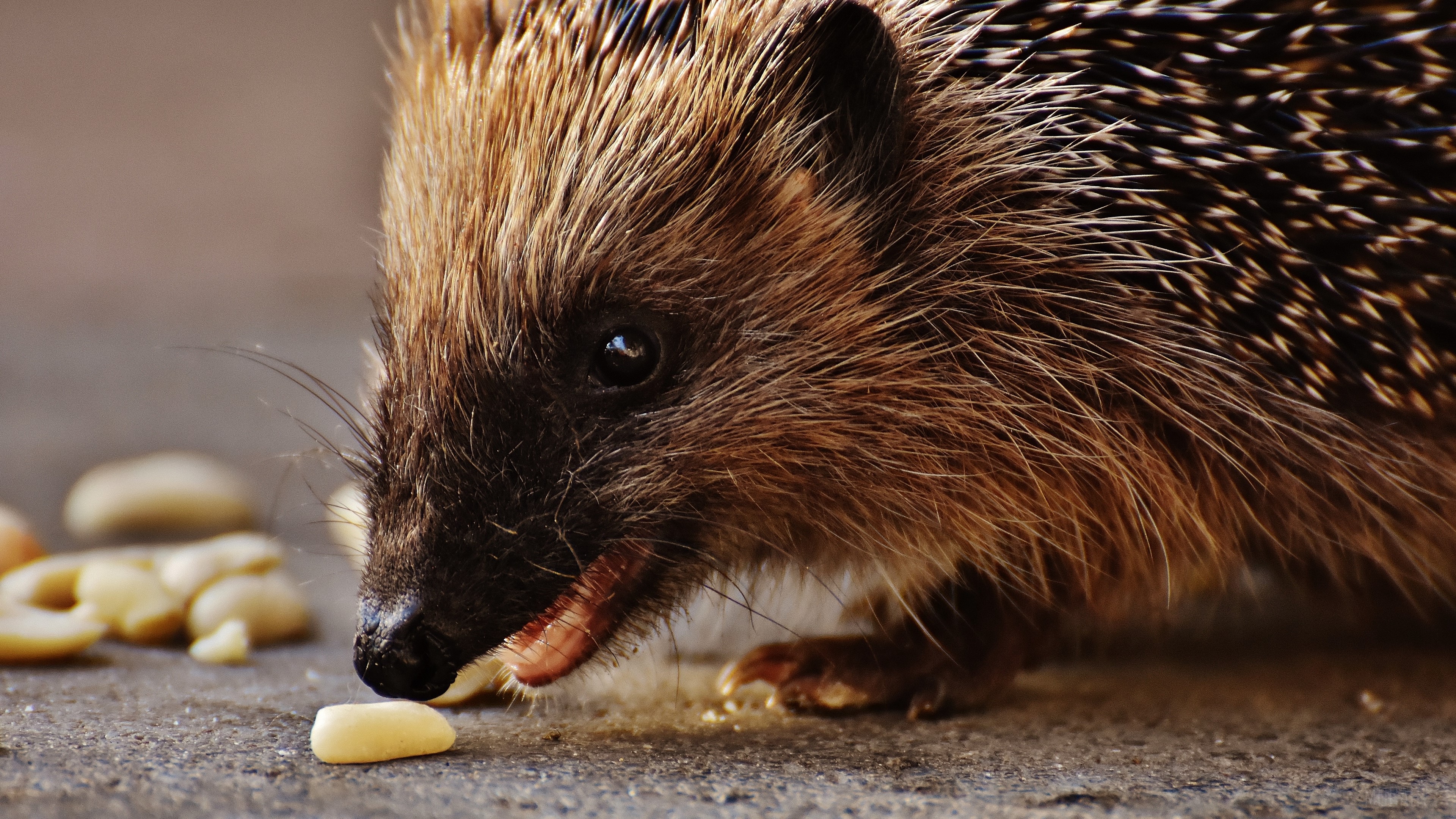 Hedgehog eating food 4K HD Wallpaper
