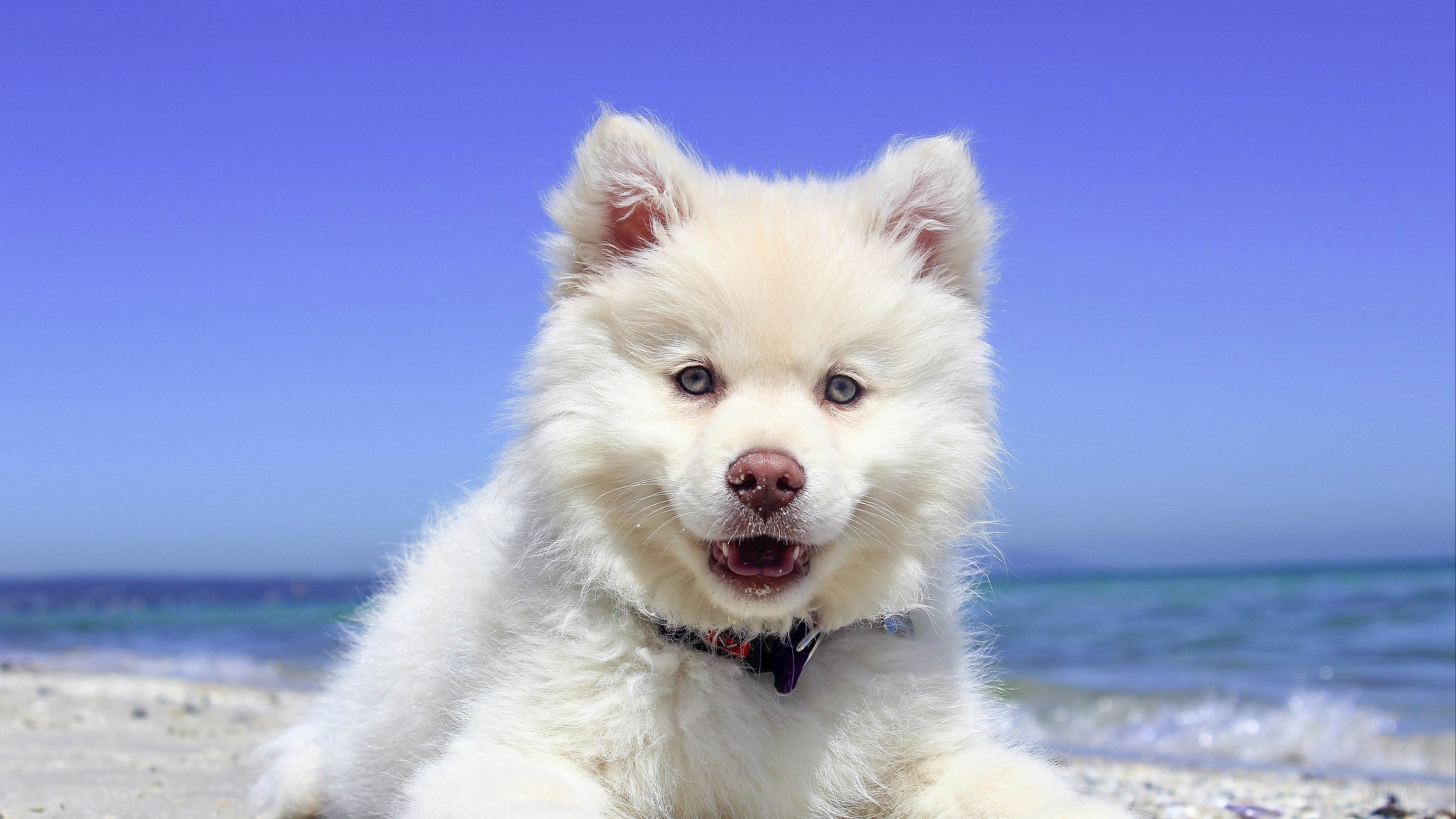 White puppy with blue eyes on a beach HD Wallpaper
