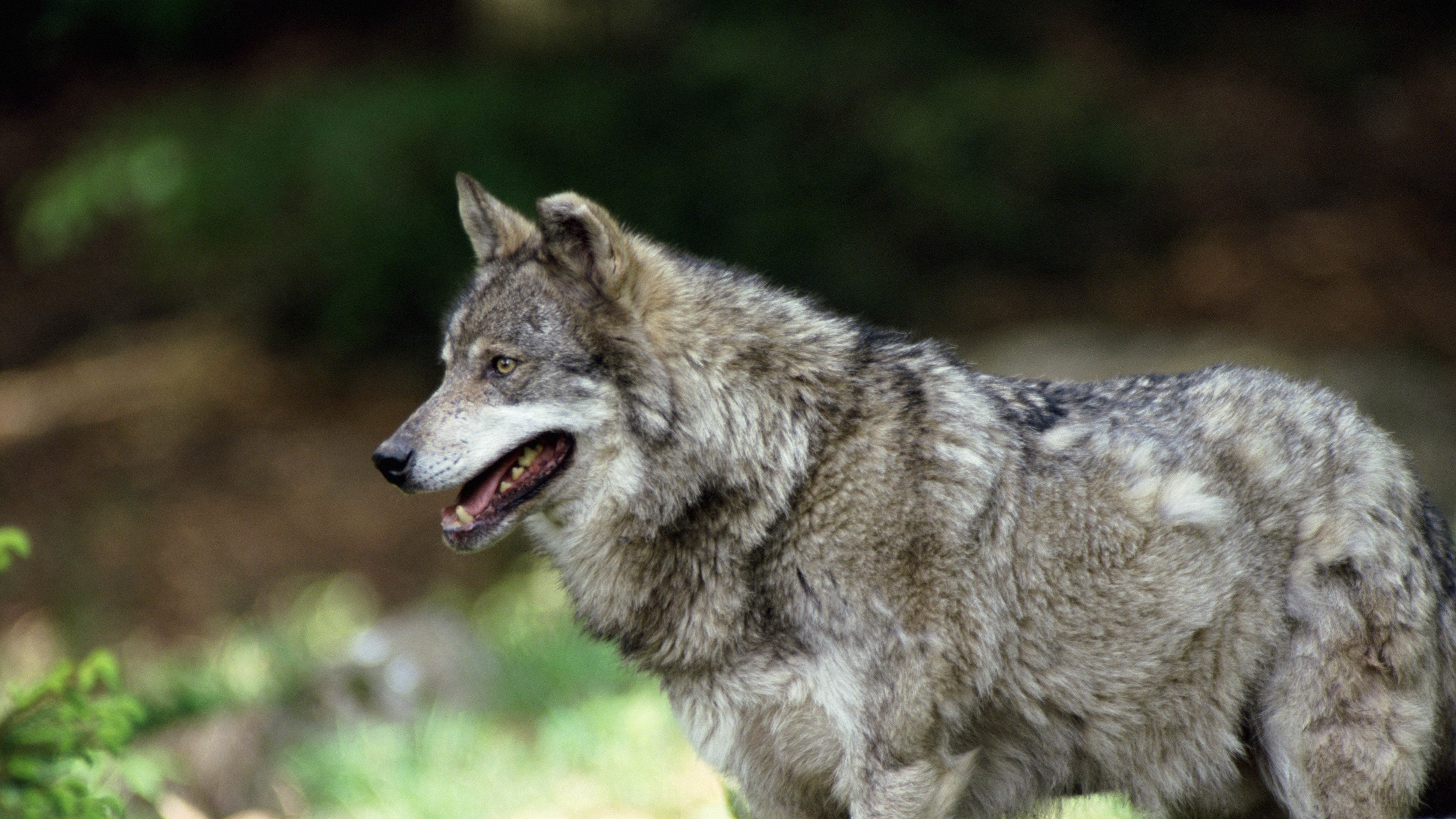 Wolf in a forest HD Wallpaper