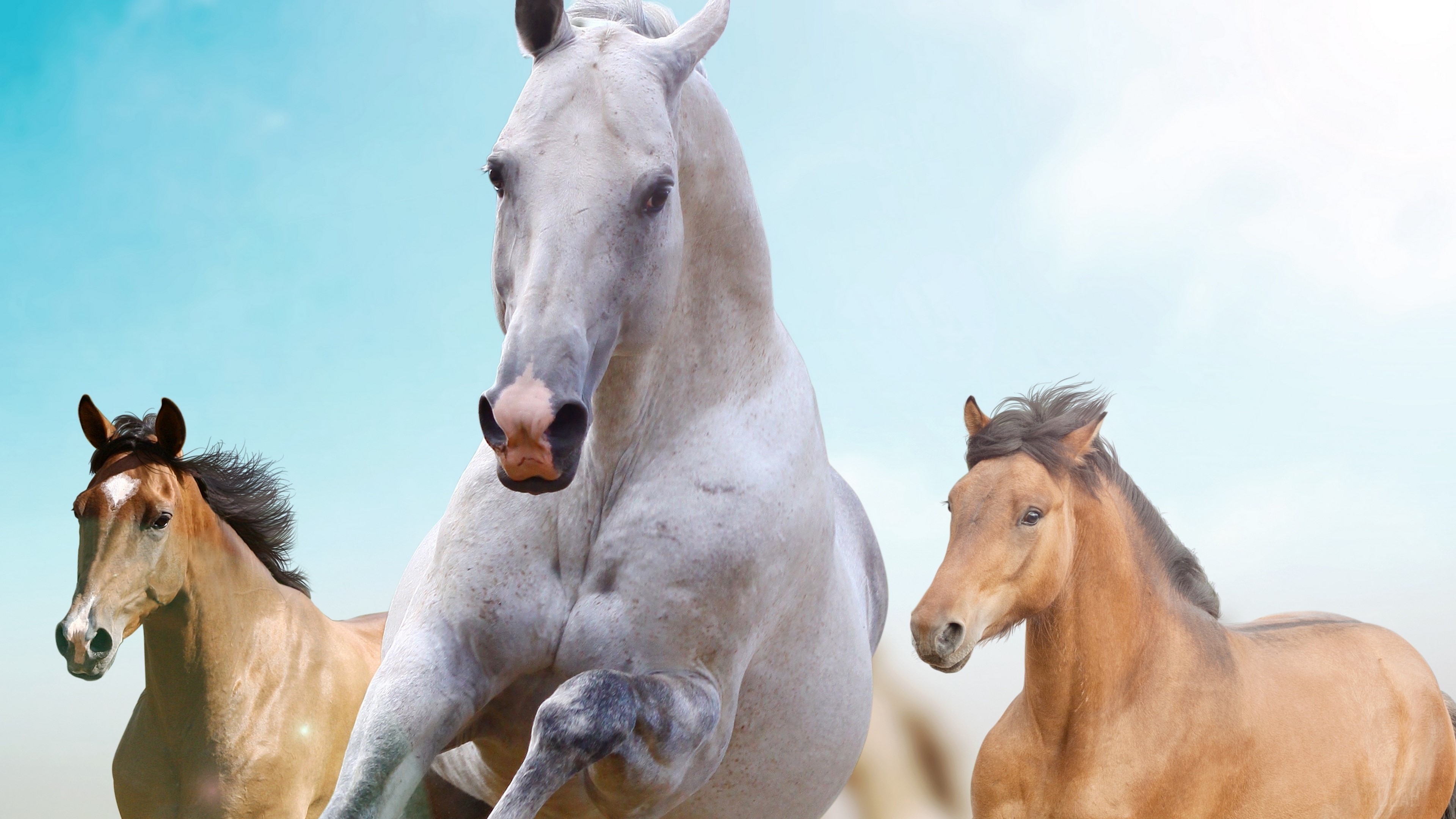 Three horses running in the sky 4K HD Wallpaper