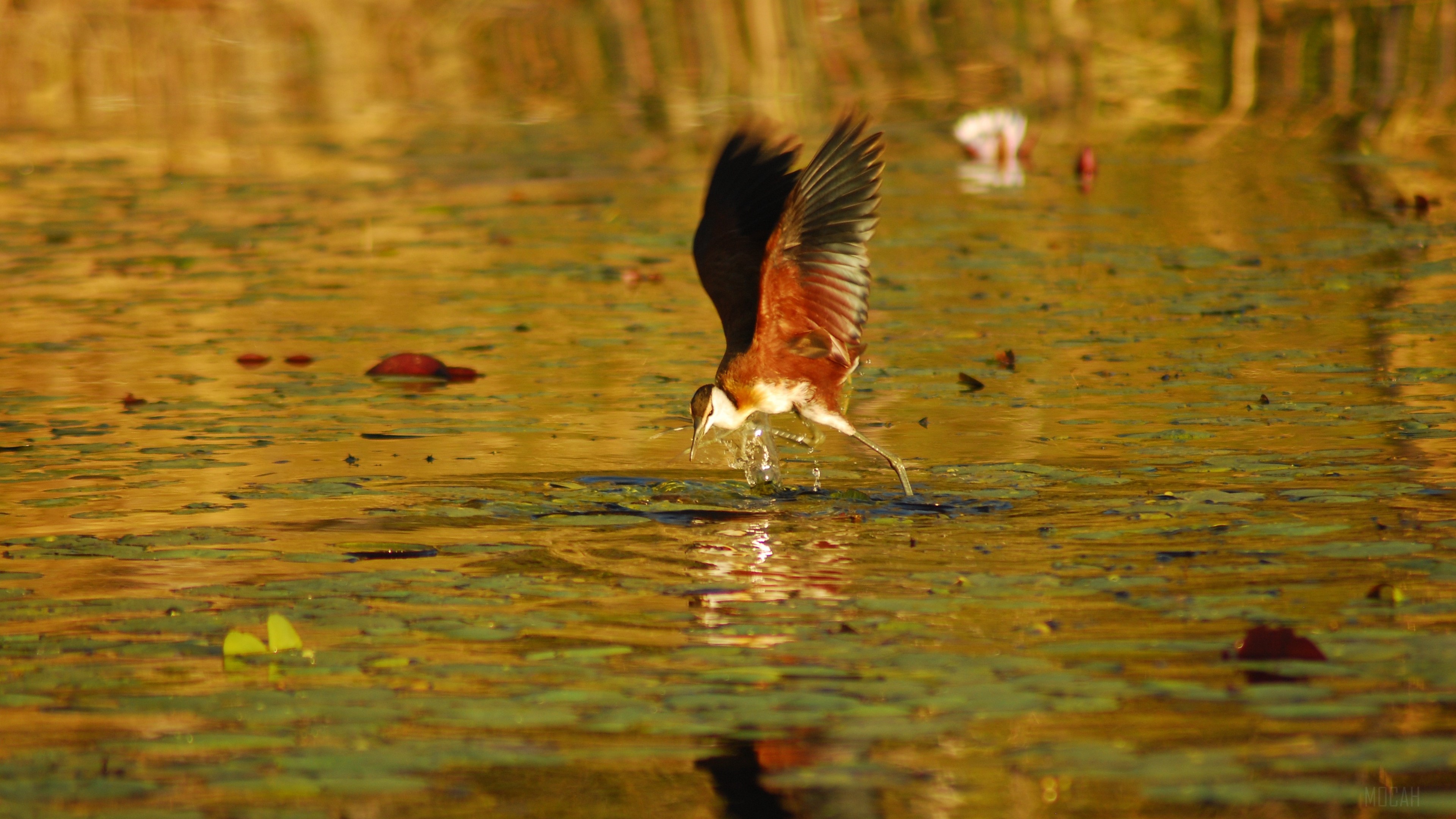 African Jacana bird in flight over water in Botswana 4K HD Wallpaper
