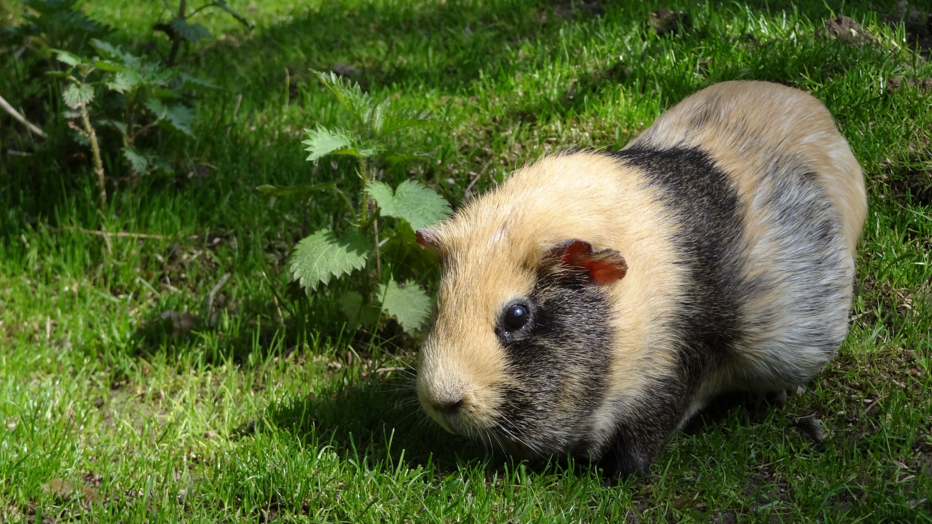Striped guinea pig in grass 4K HD Wallpaper