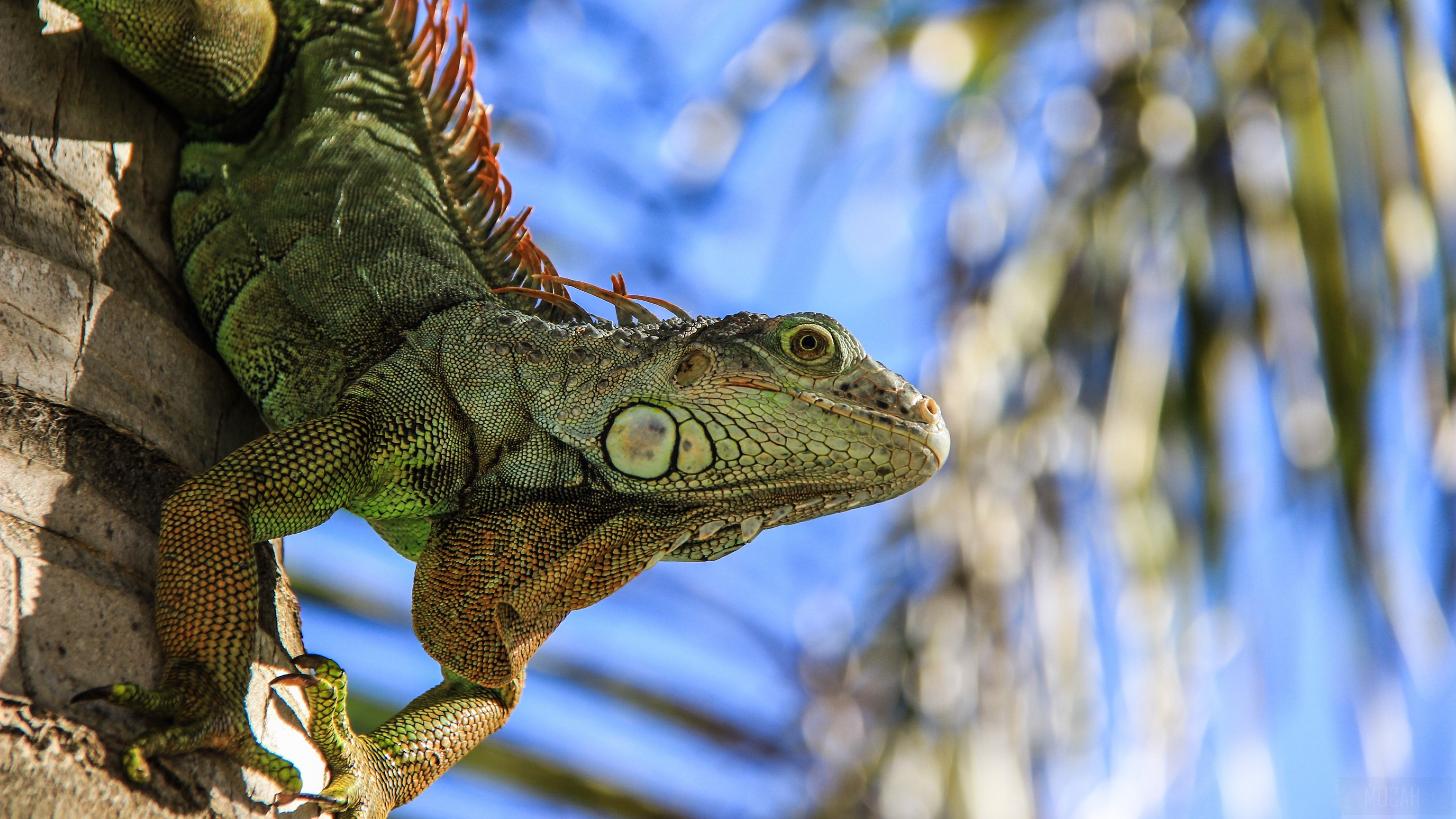 Green Iguana on a Tree Trunk HD Wallpaper