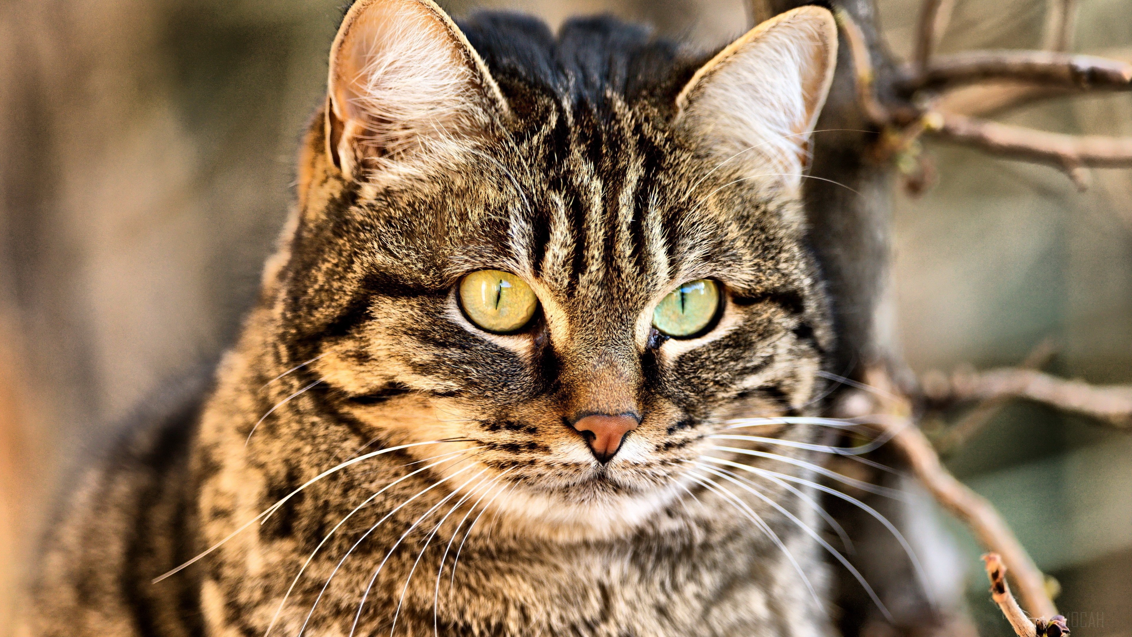 Close-up of a tabby cat's face with green and yellow eyes HD Wallpaper