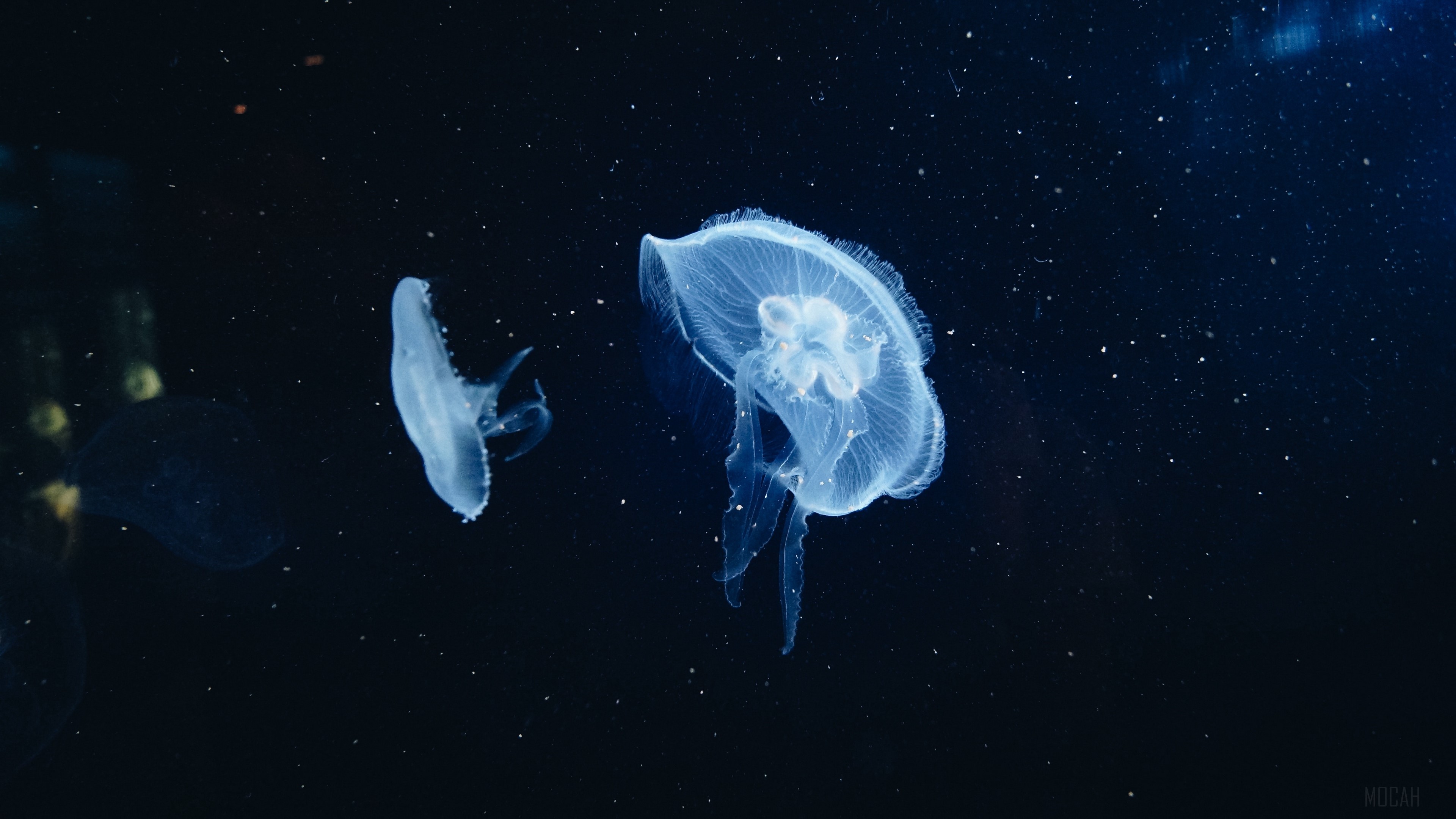Two jellyfish floating in dark water 4K HD Wallpaper