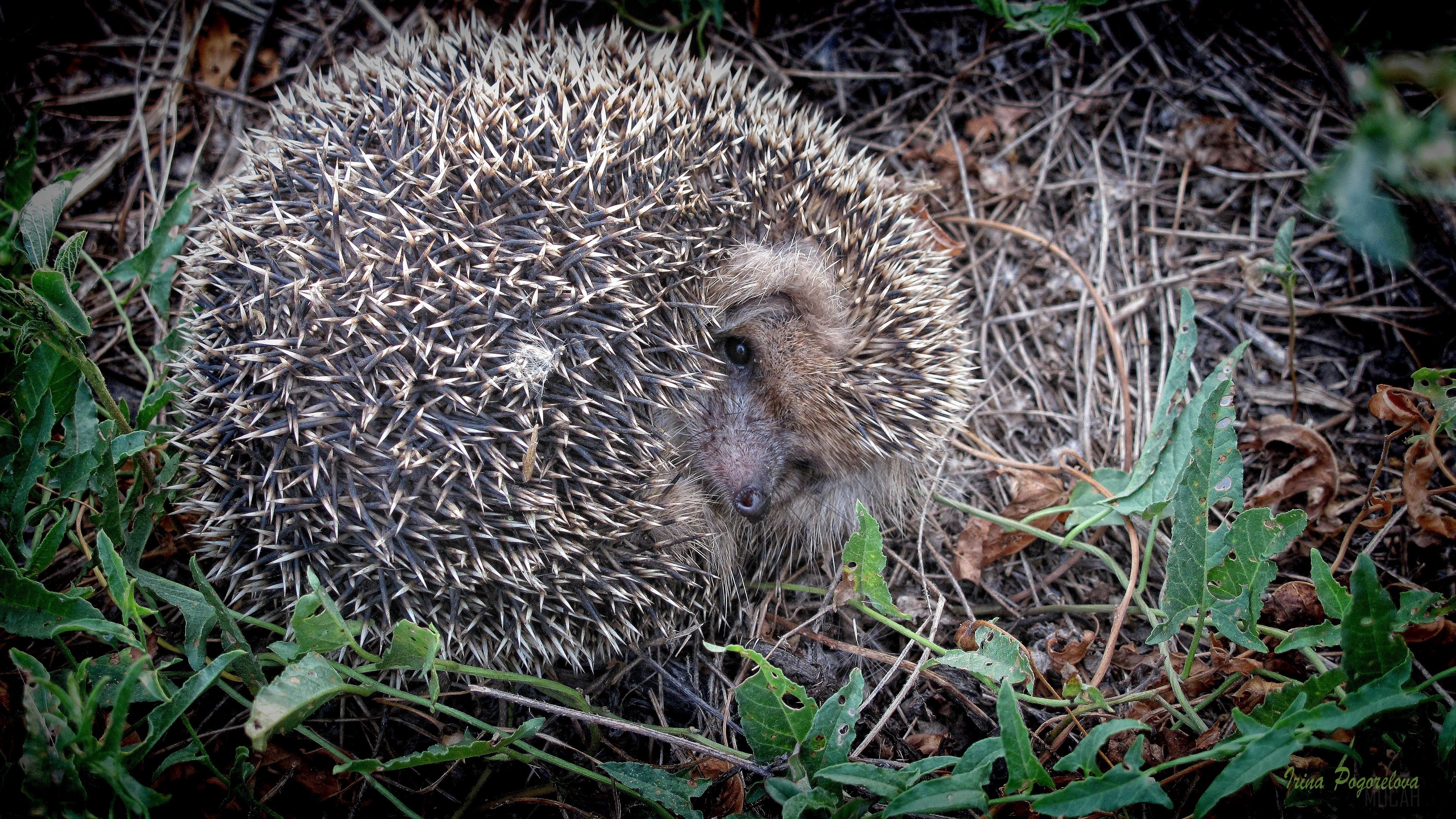 Hedgehog curled up in dry grass and green leaves HD Wallpaper