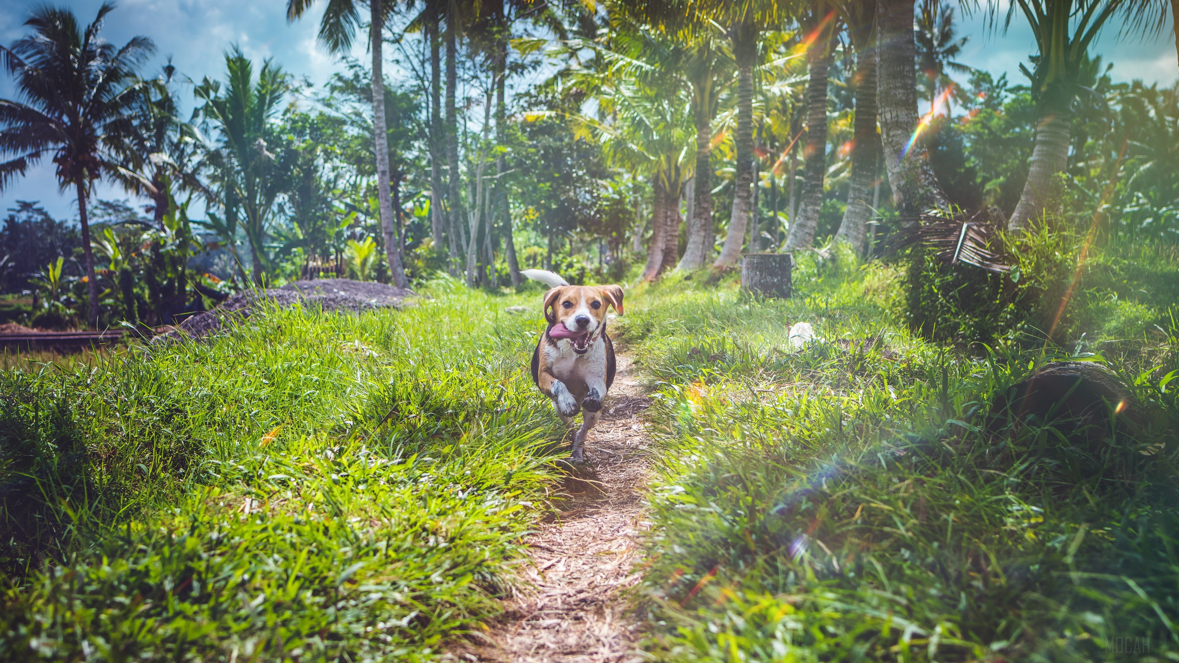 Beagle dog running on a path in a tropical forest 4K HD Wallpaper