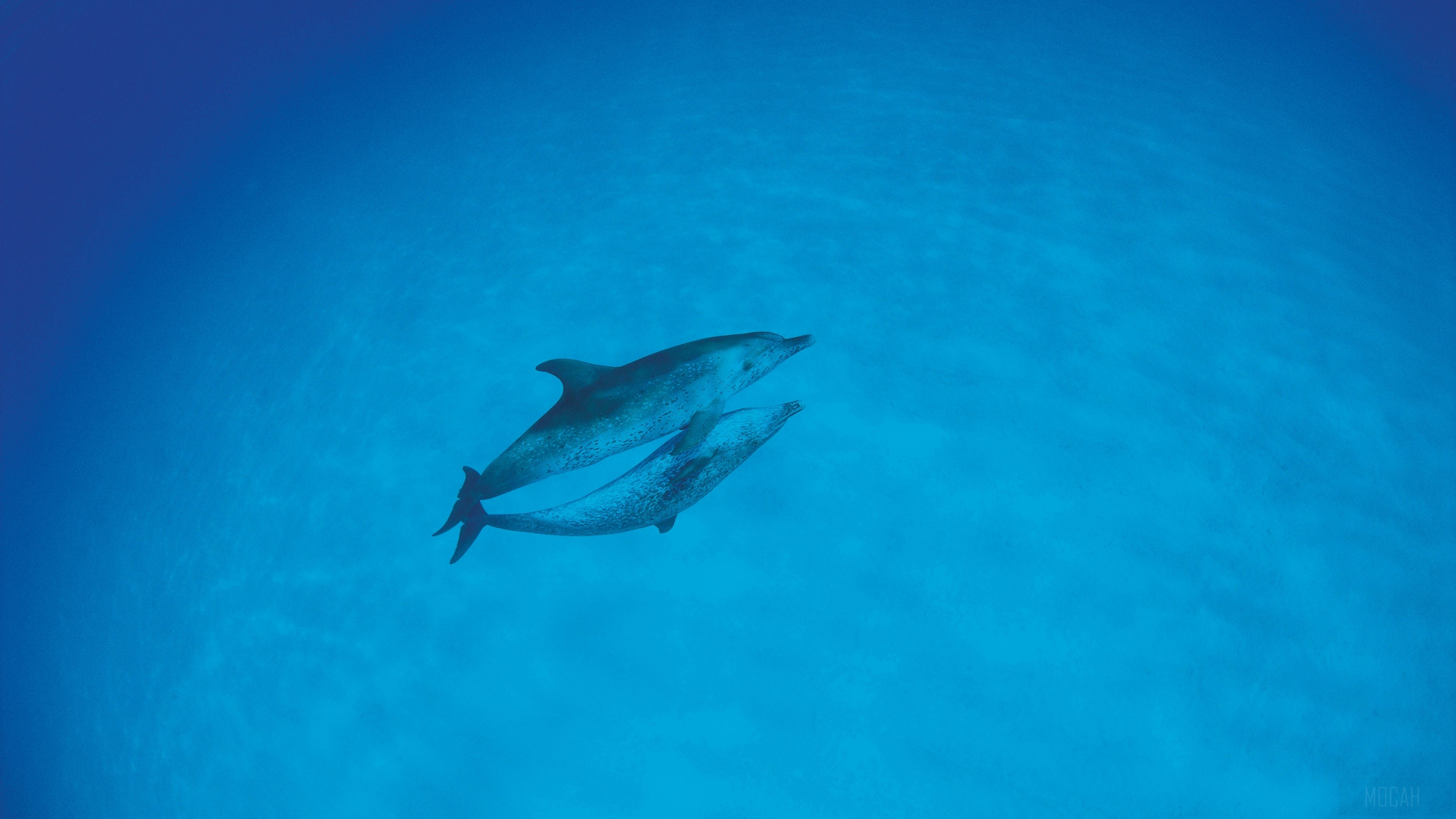 Two dolphins swimming in the ocean 4K HD Wallpaper