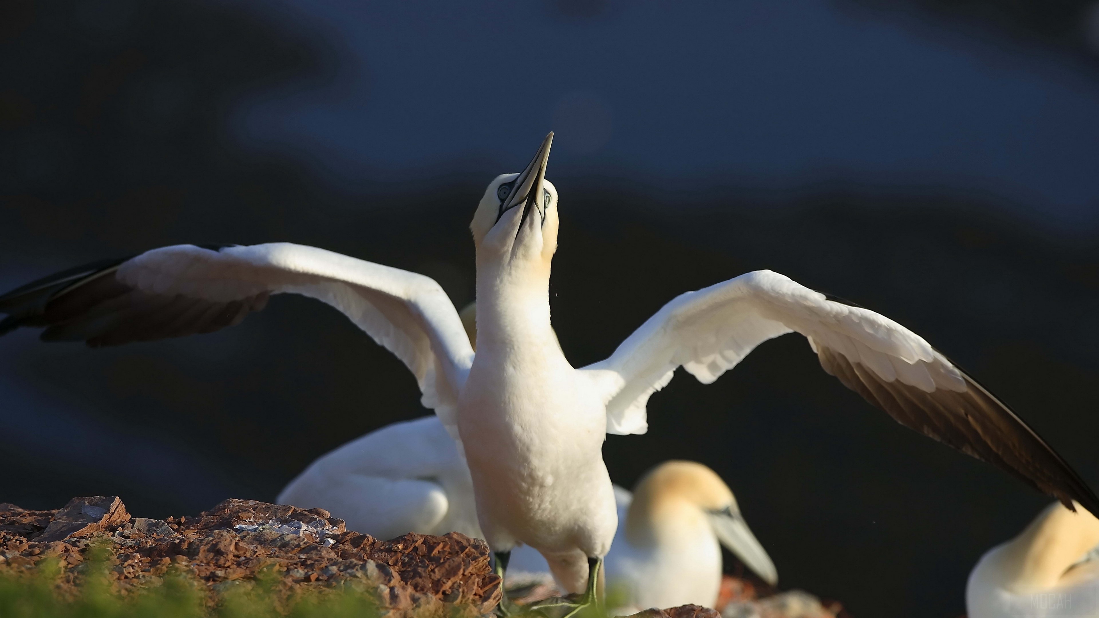 Gannet bird with wings spread HD Wallpaper