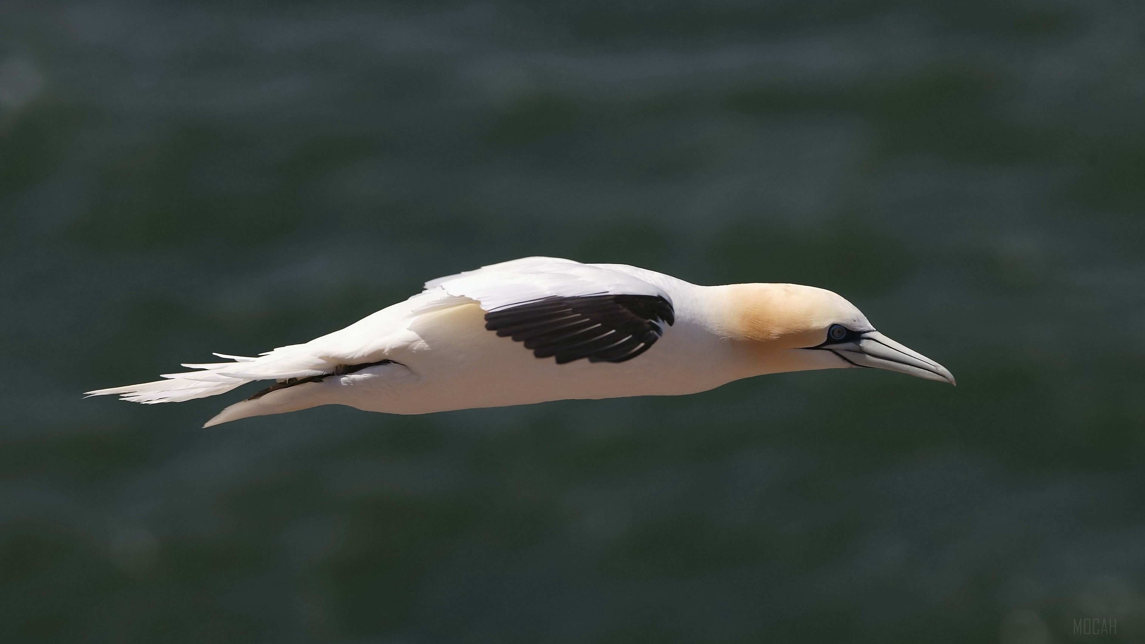 Northern Gannet in flight HD Wallpaper