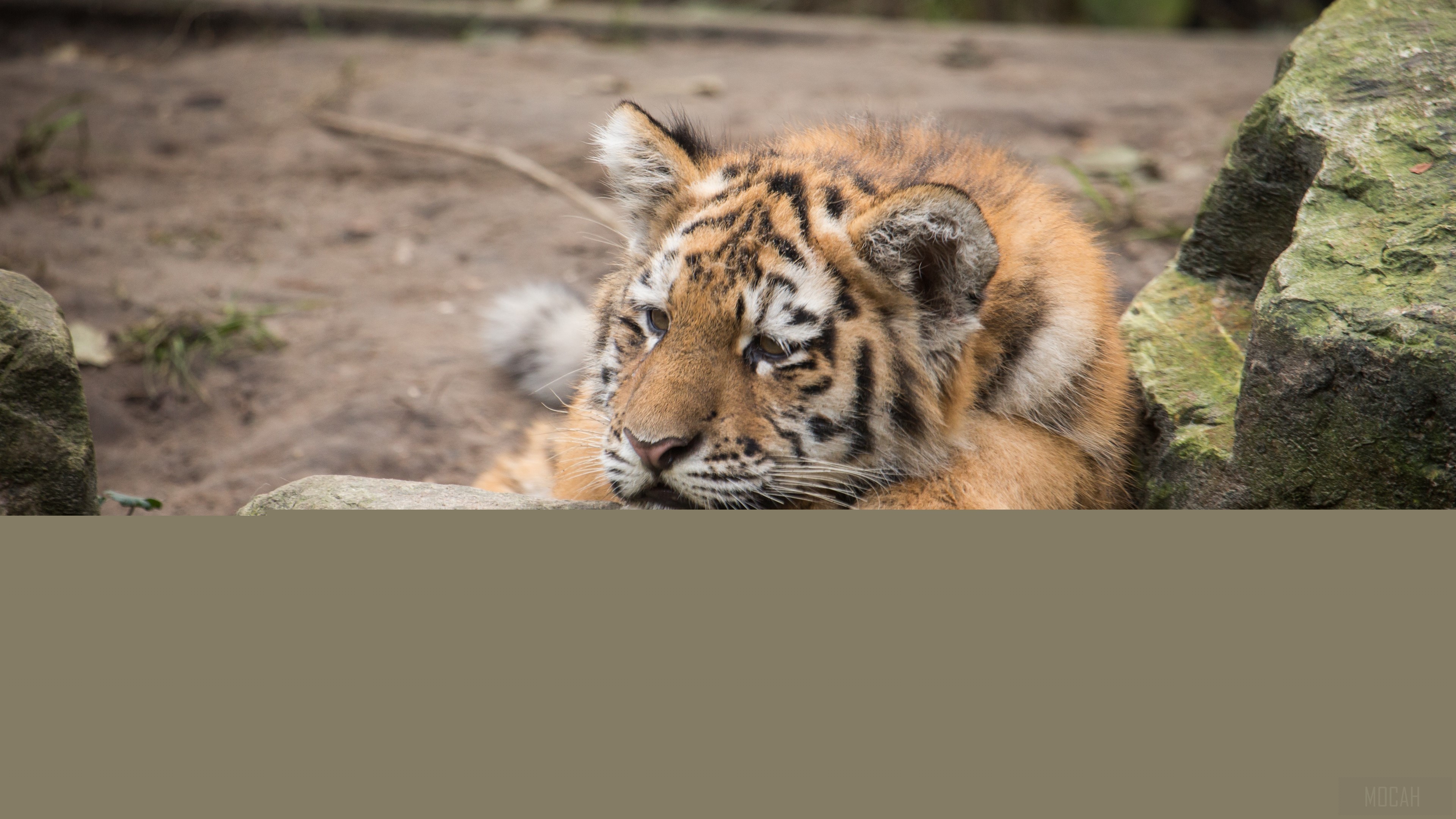Amur tiger cub lies on rocks 4K HD Wallpaper