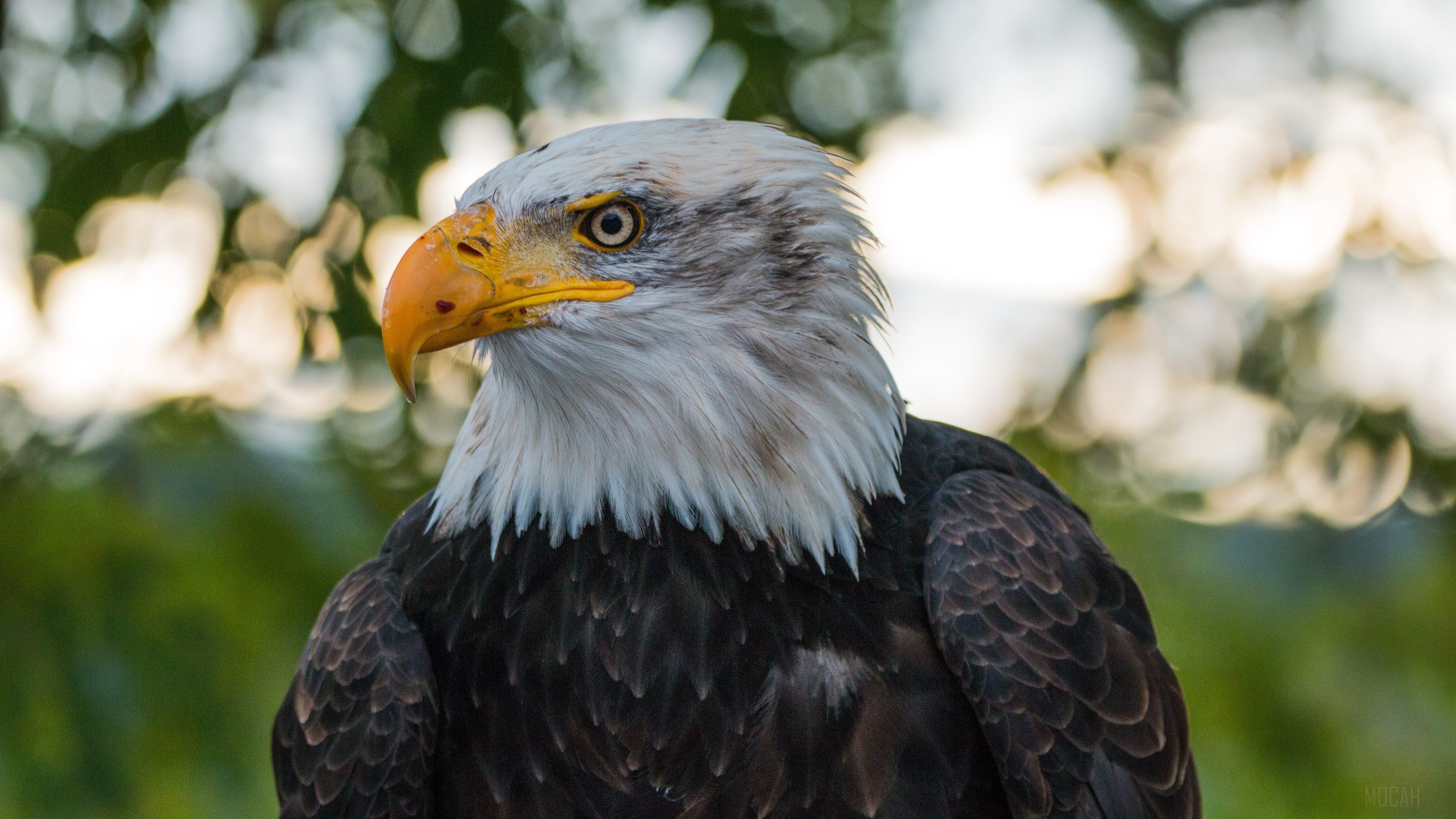 Bald Eagle Predator 4K HD Wallpaper