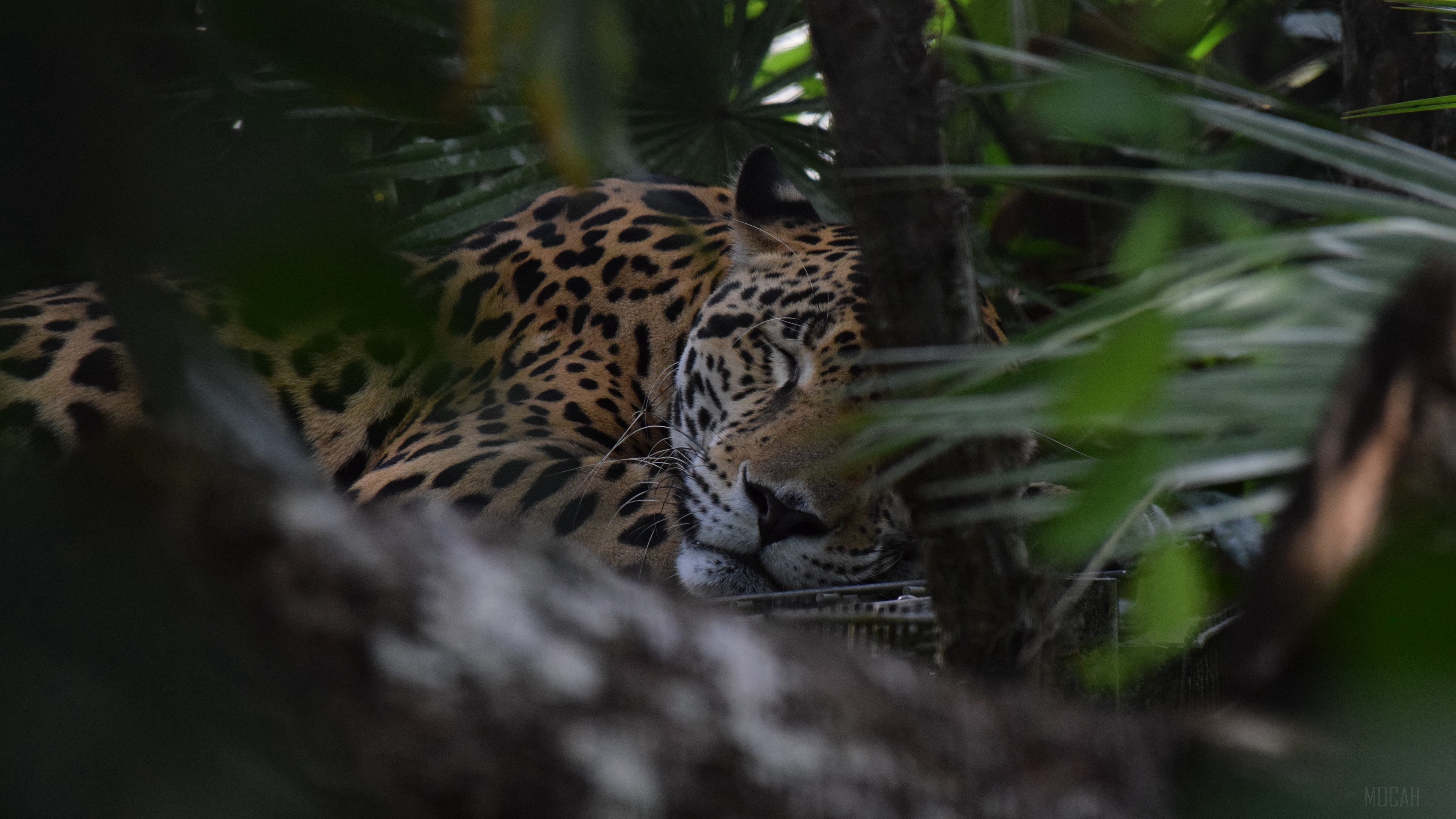Jaguar sleeping among trees HD Wallpaper