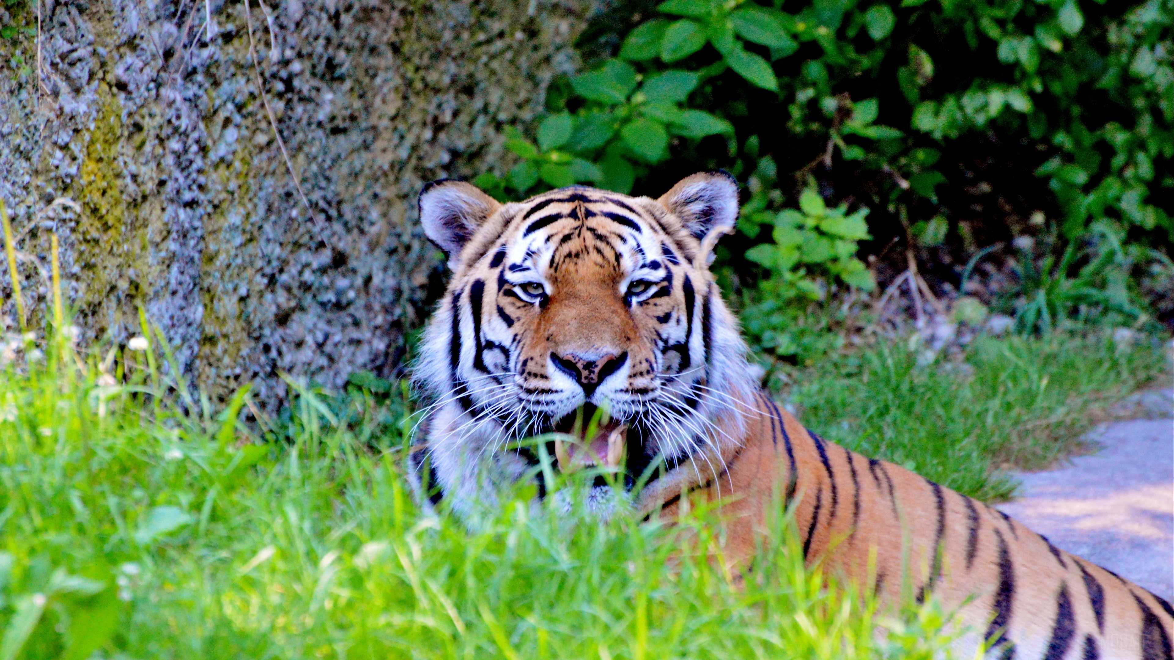 Tiger in grass with rock and foliage background 4K HD Wallpaper