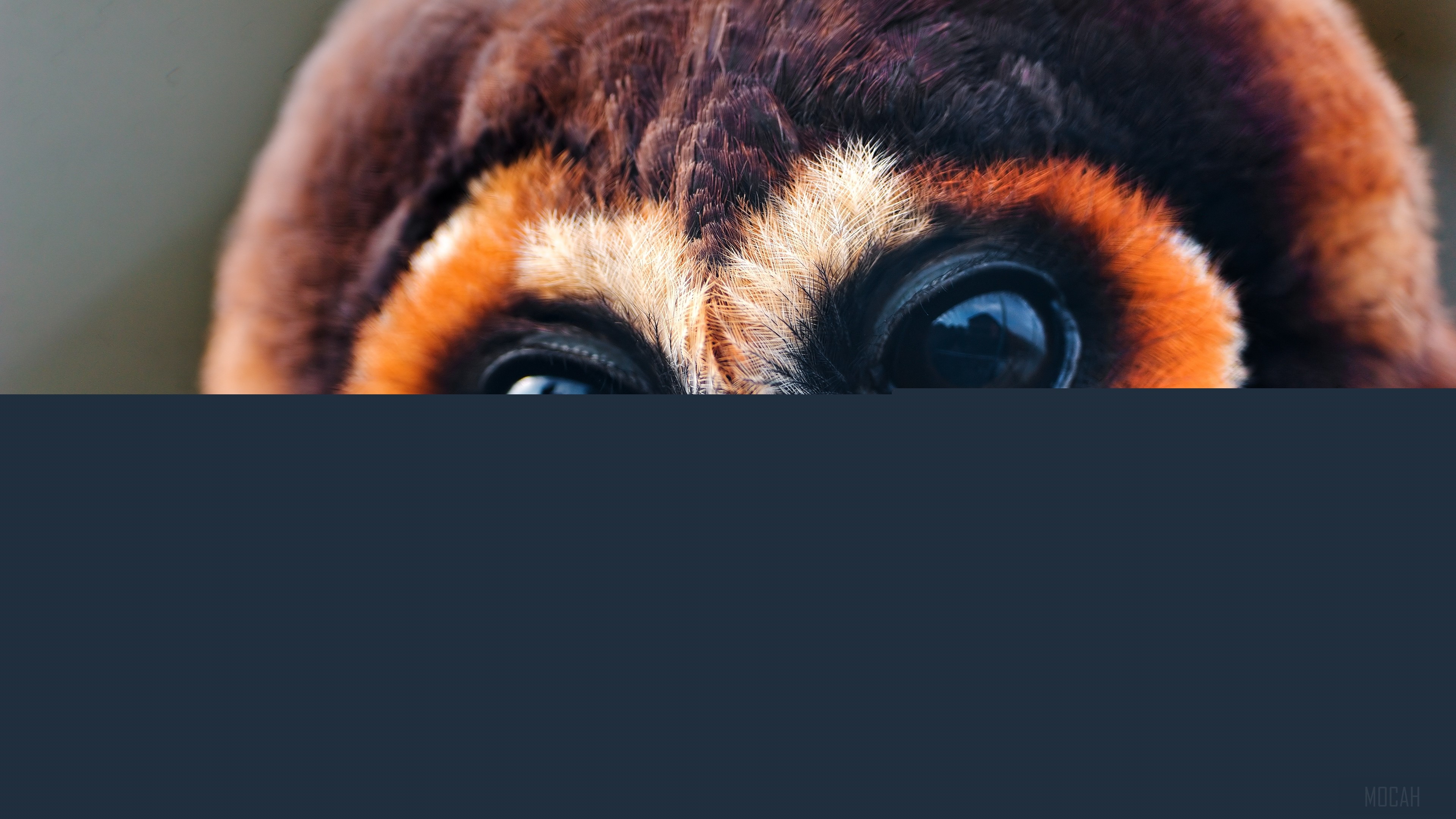 Close-up of an owl's eyes and feathers HD Wallpaper