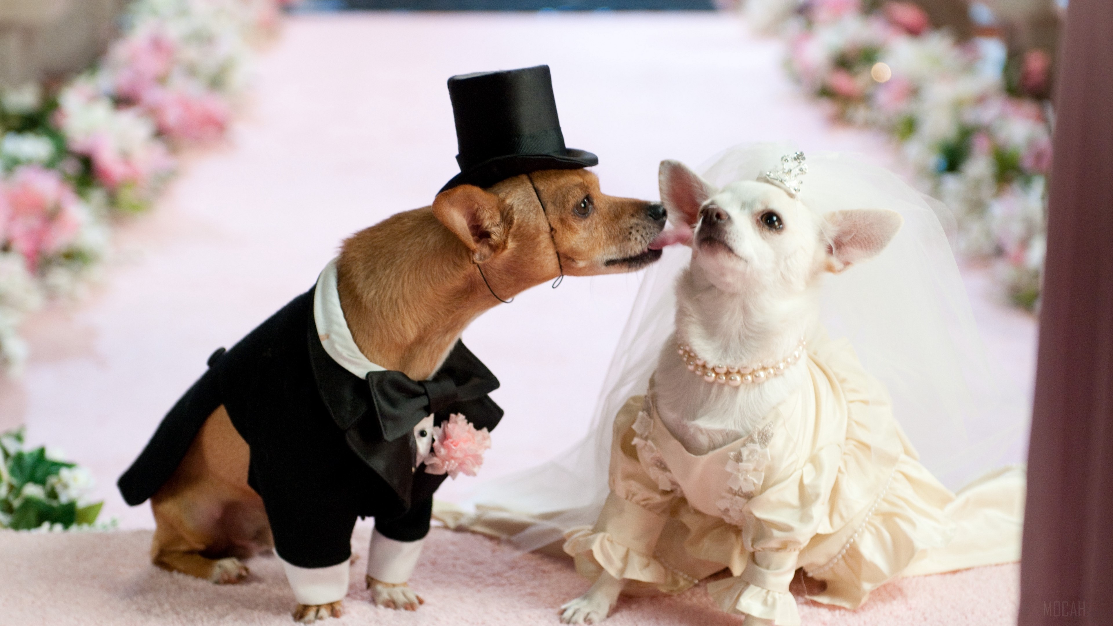 Dog Couple in Wedding Attire 4K HD Wallpaper