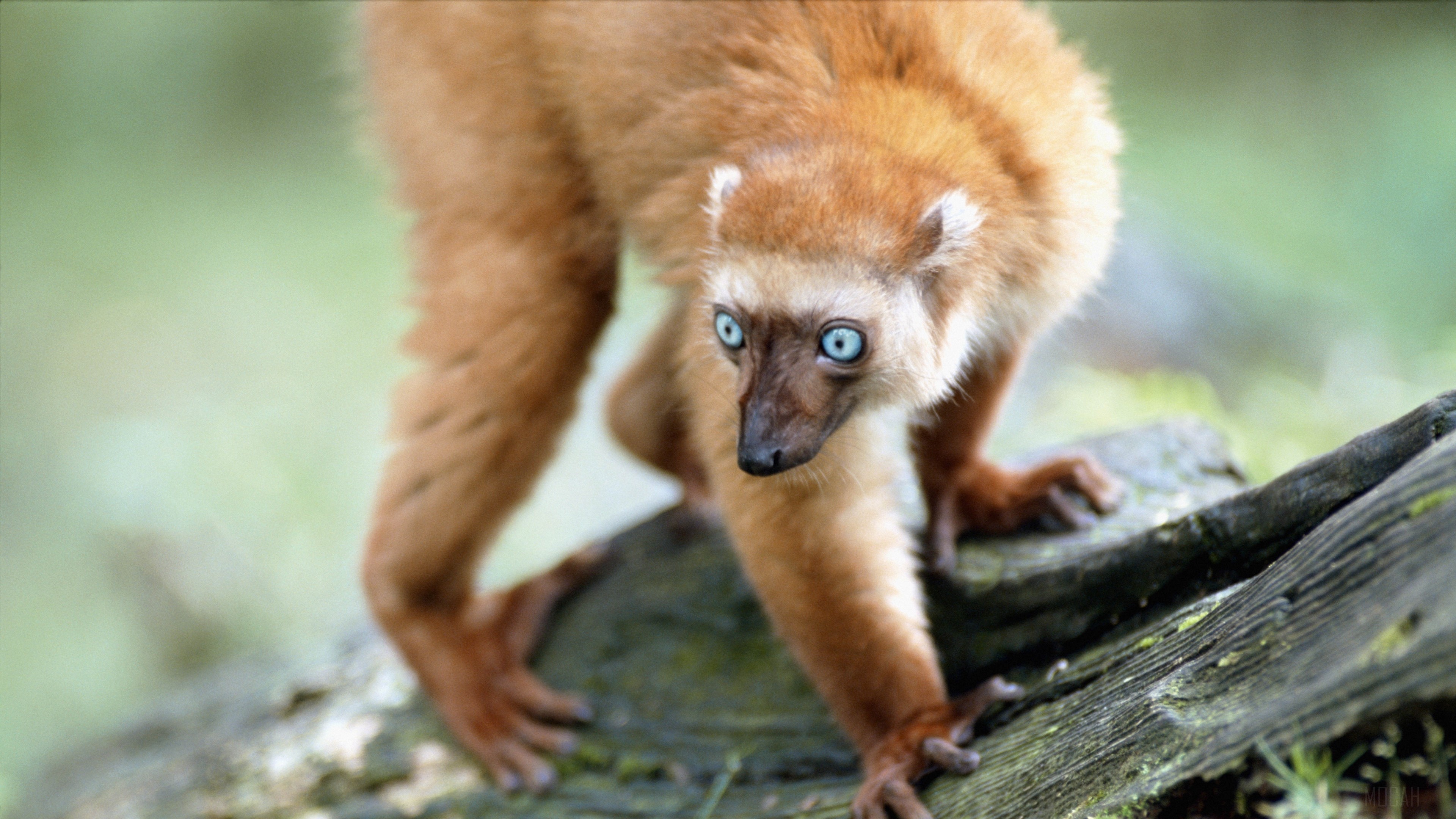 Blue-eyed lemur on a mossy branch HD Wallpaper