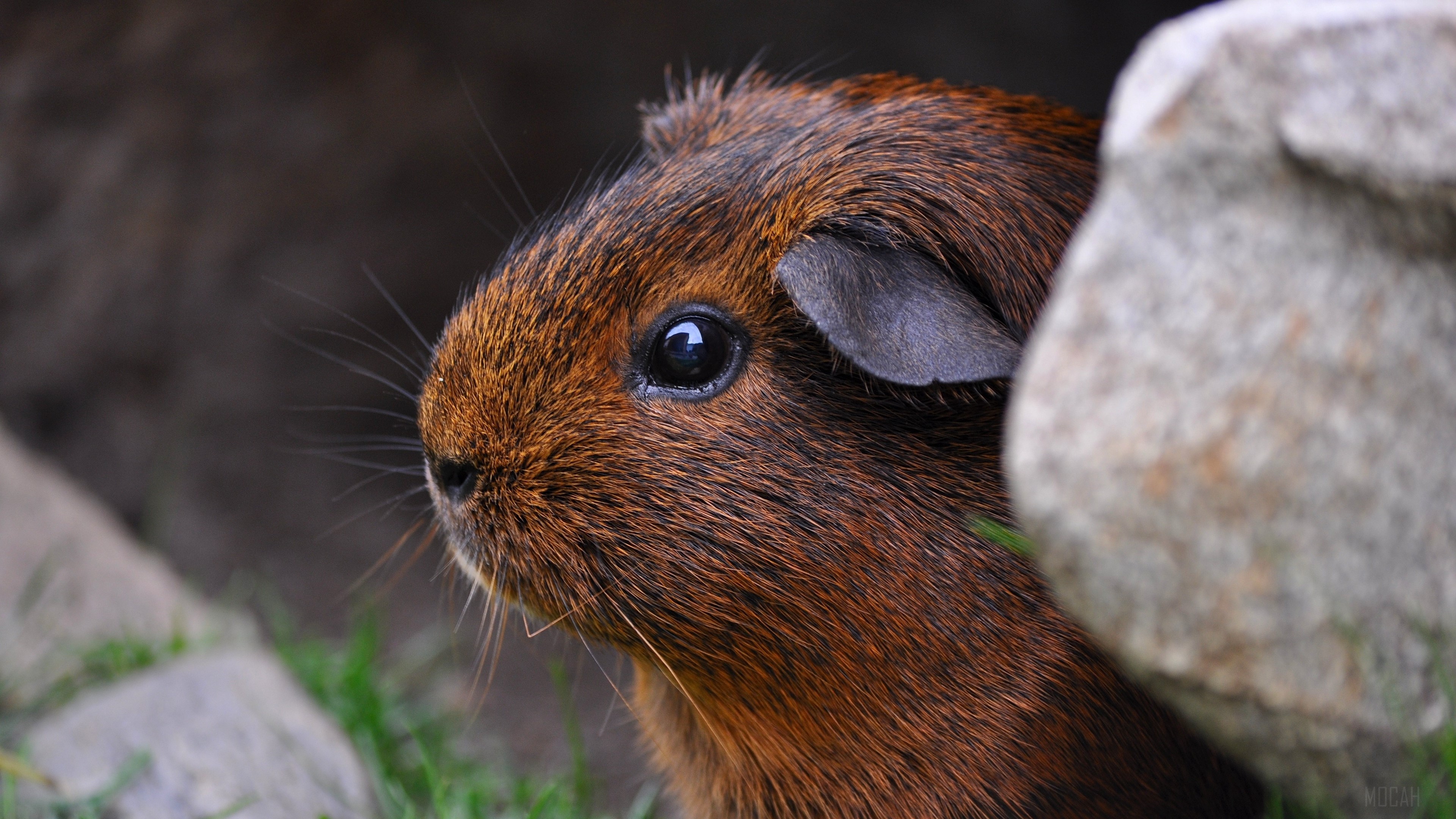 Guinea pig sitting near rocks 4K HD Wallpaper