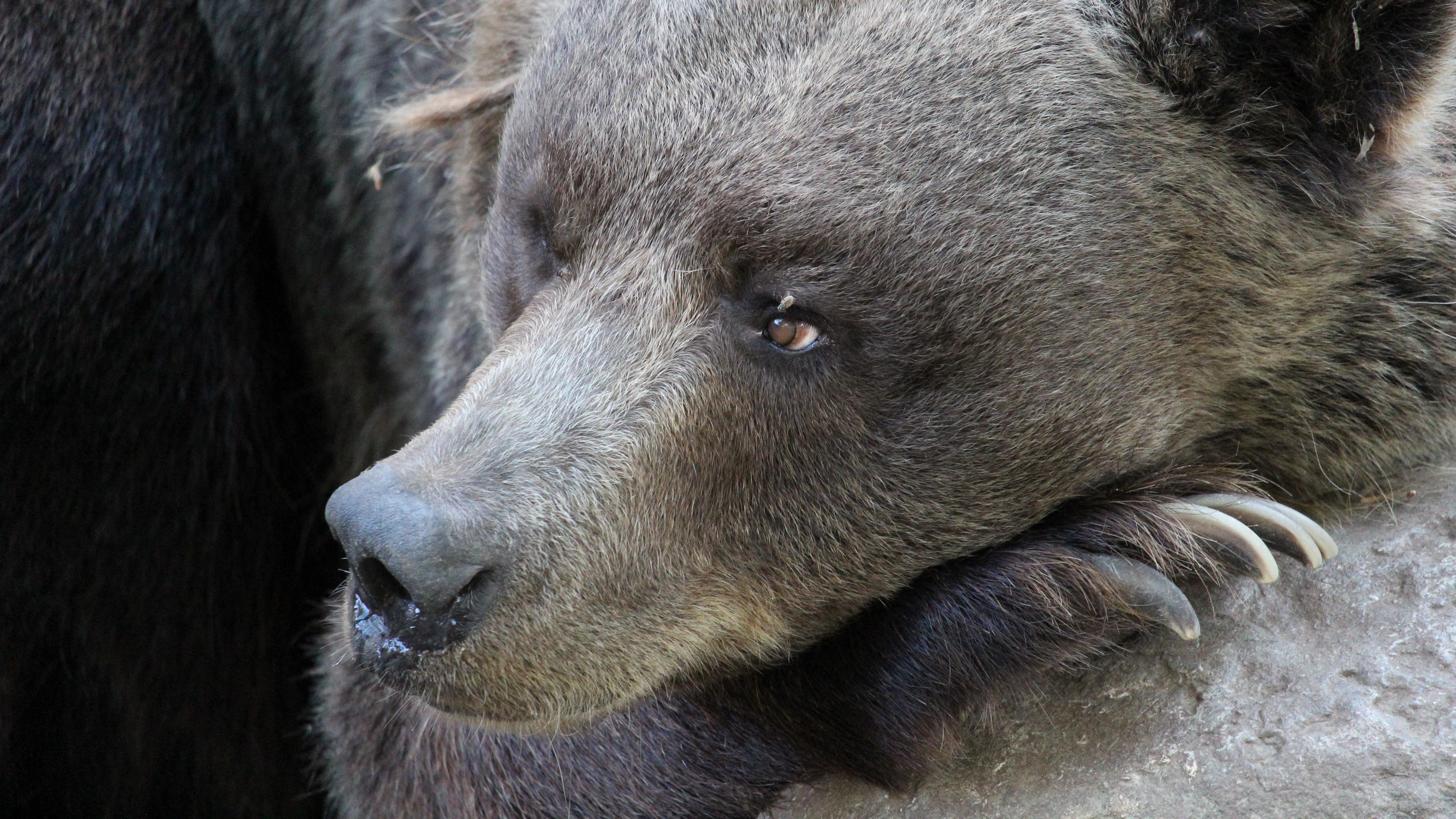 Close-up of a brown bear's face and paw with claws 4K HD Wallpaper