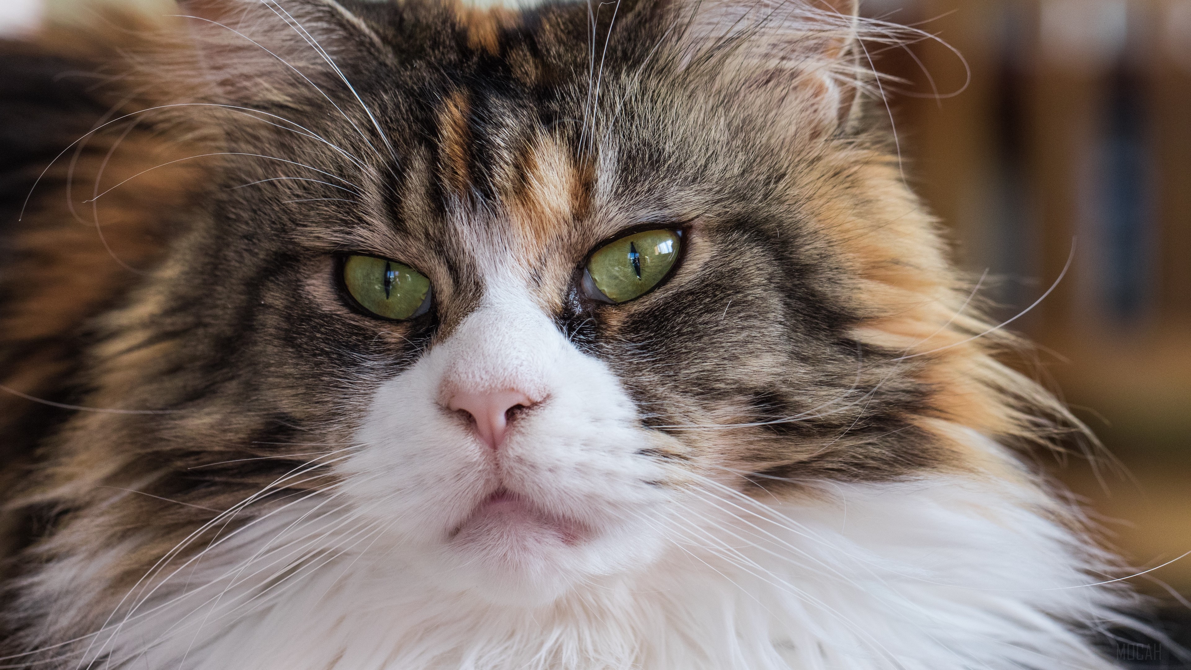 Fluffy Maine Coon Cat Close-up 4K HD Wallpaper
