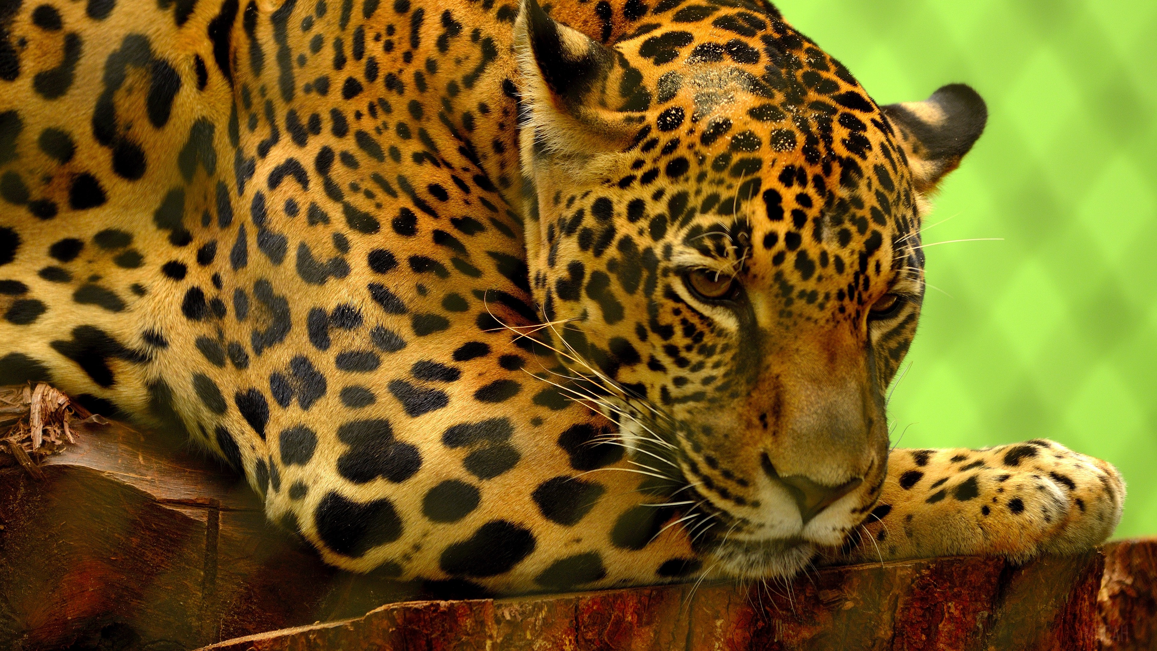 Jaguar lying on wood, green background 4K HD Wallpaper