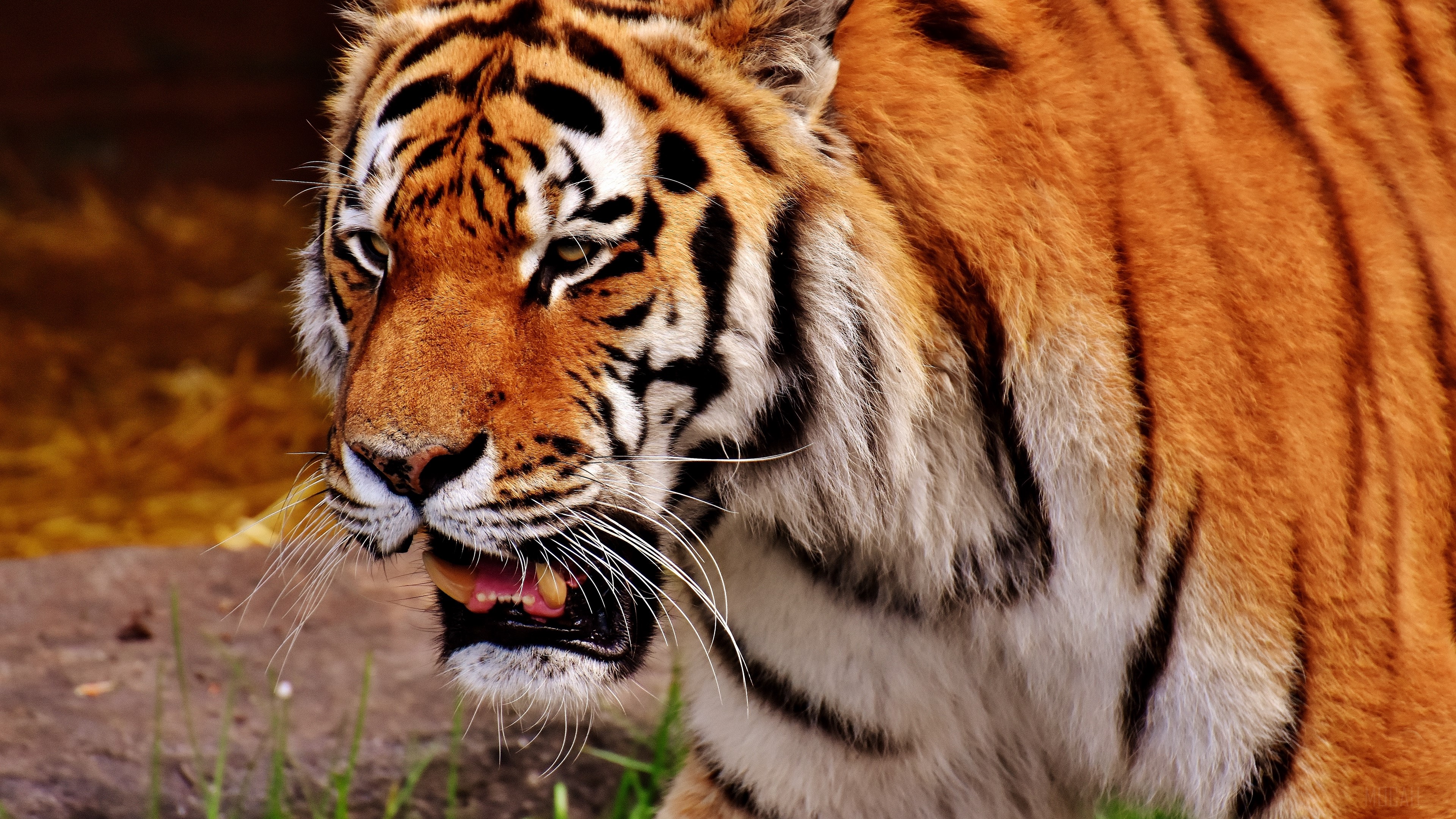 Tiger muzzle predator 4K HD Wallpaper