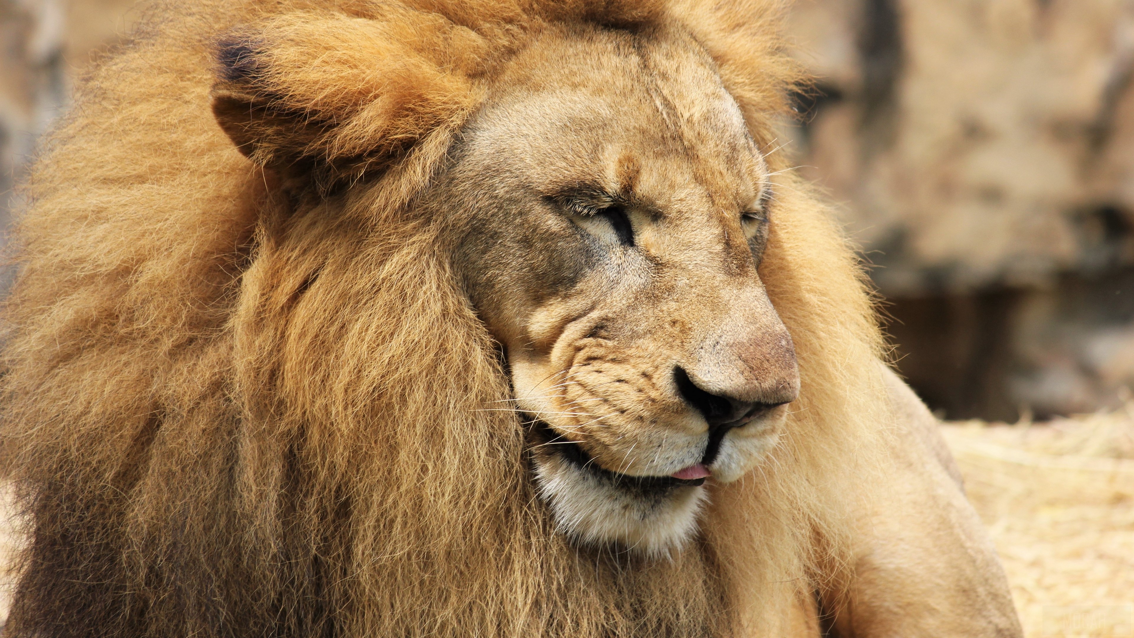 Lion with mane and muzzle HD Wallpaper