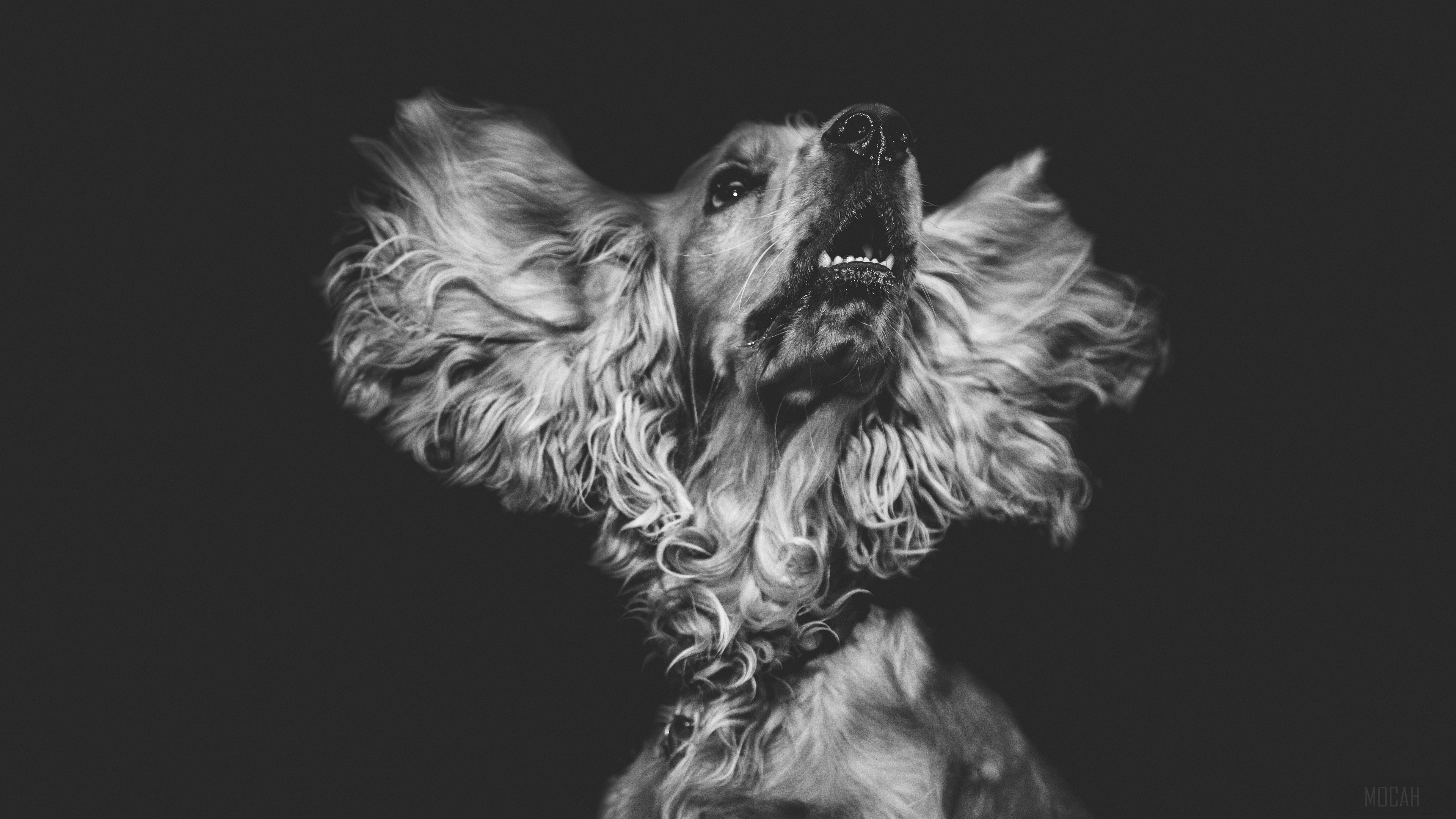 Black and white close-up of a dog's muzzle HD Wallpaper