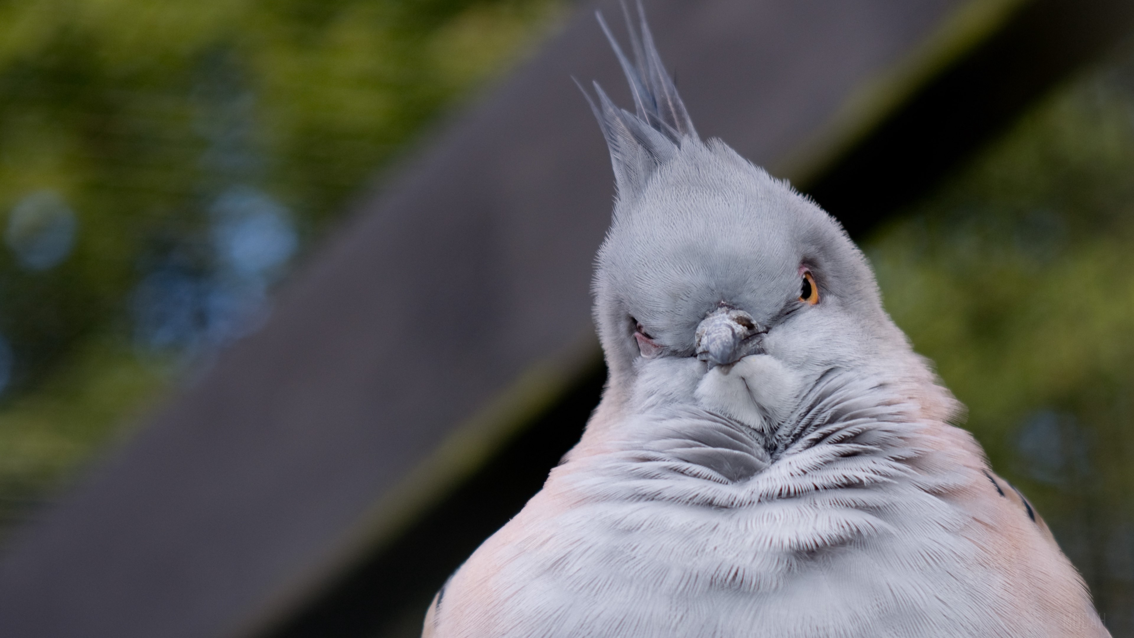 Close-up of a serious crested pigeon HD Wallpaper