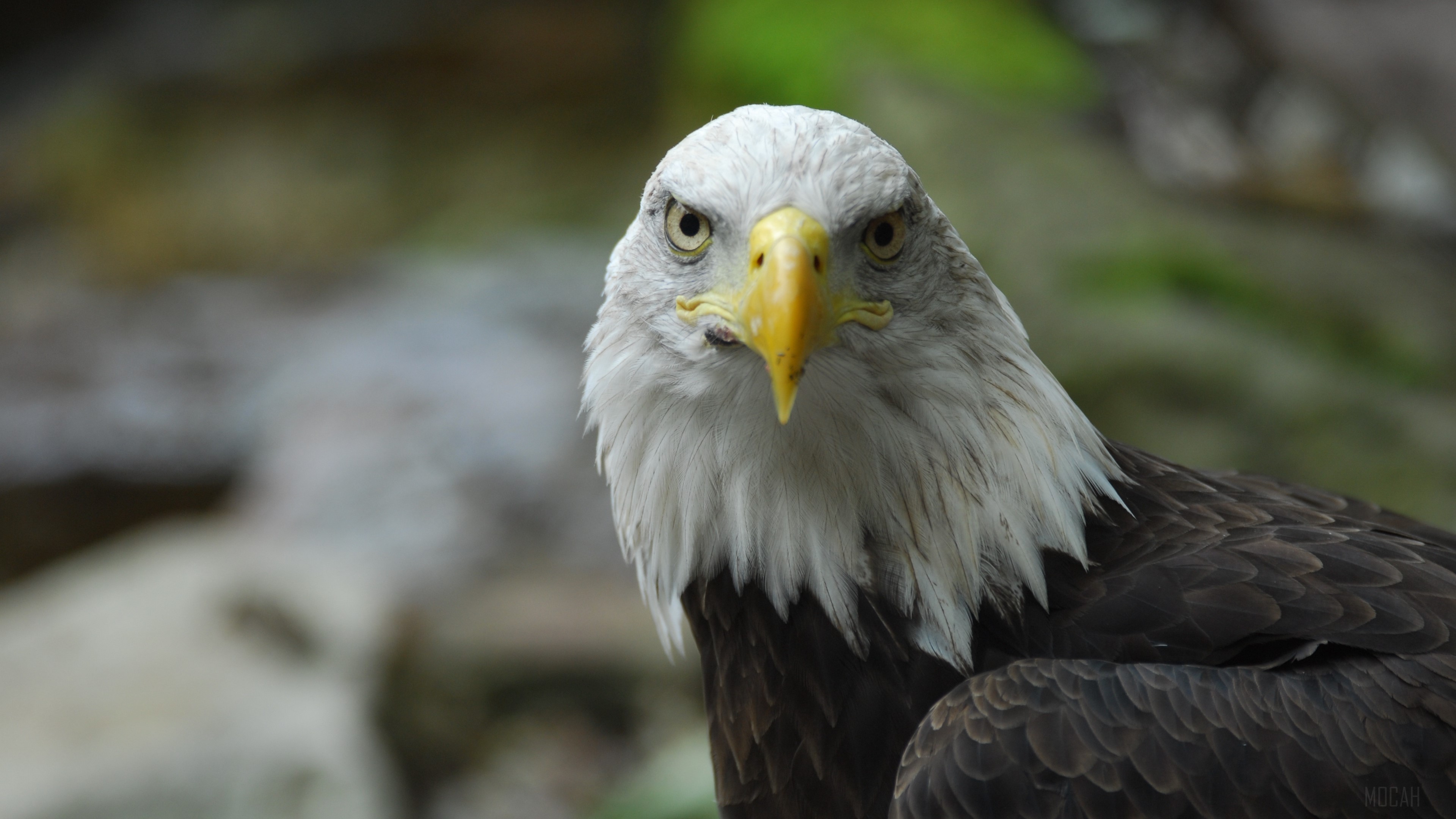 Bald eagle with yellow beak and dark feathers HD Wallpaper