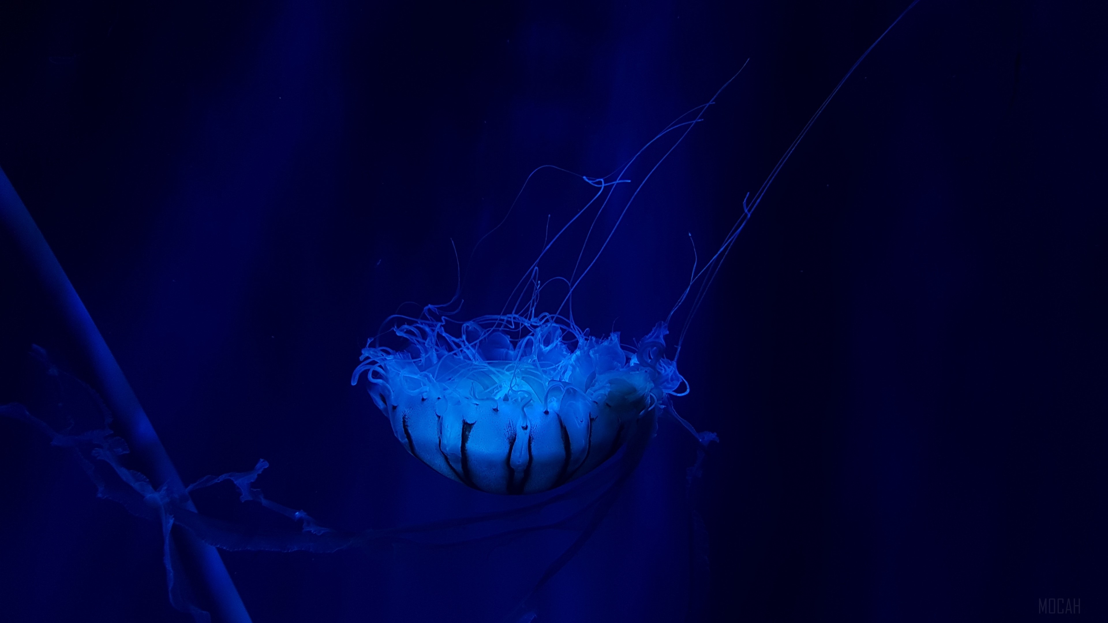 Jellyfish swimming in dark blue ocean 4K HD Wallpaper