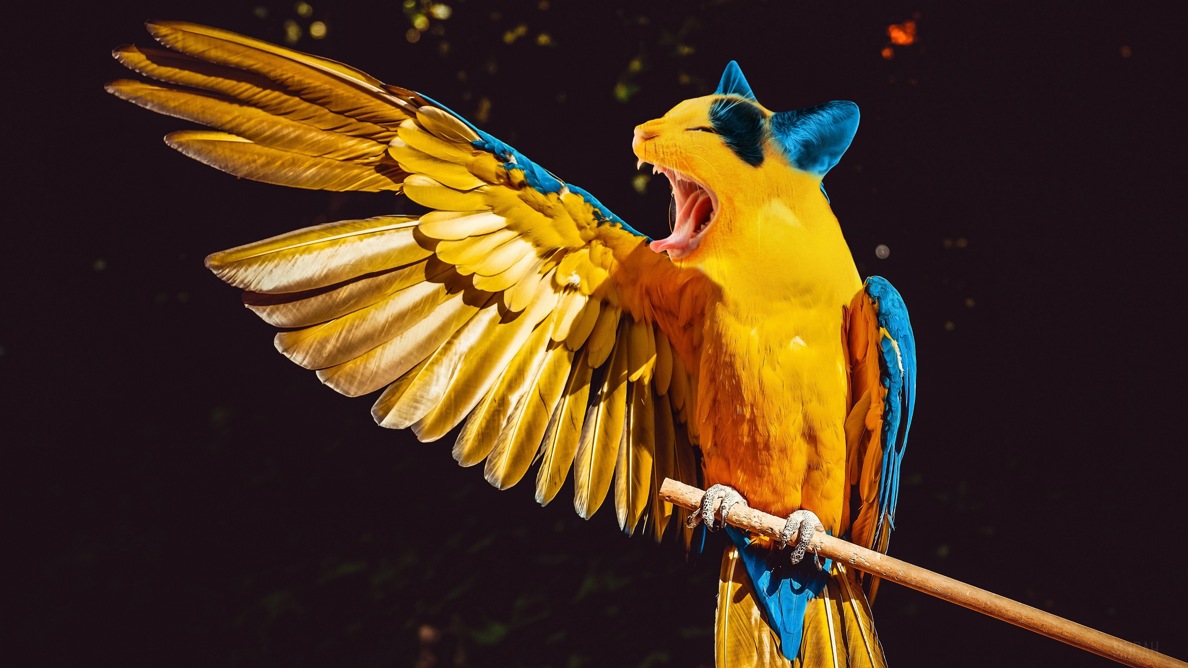 Photoshop of a cat-headed parrot yawning 4K HD Wallpaper