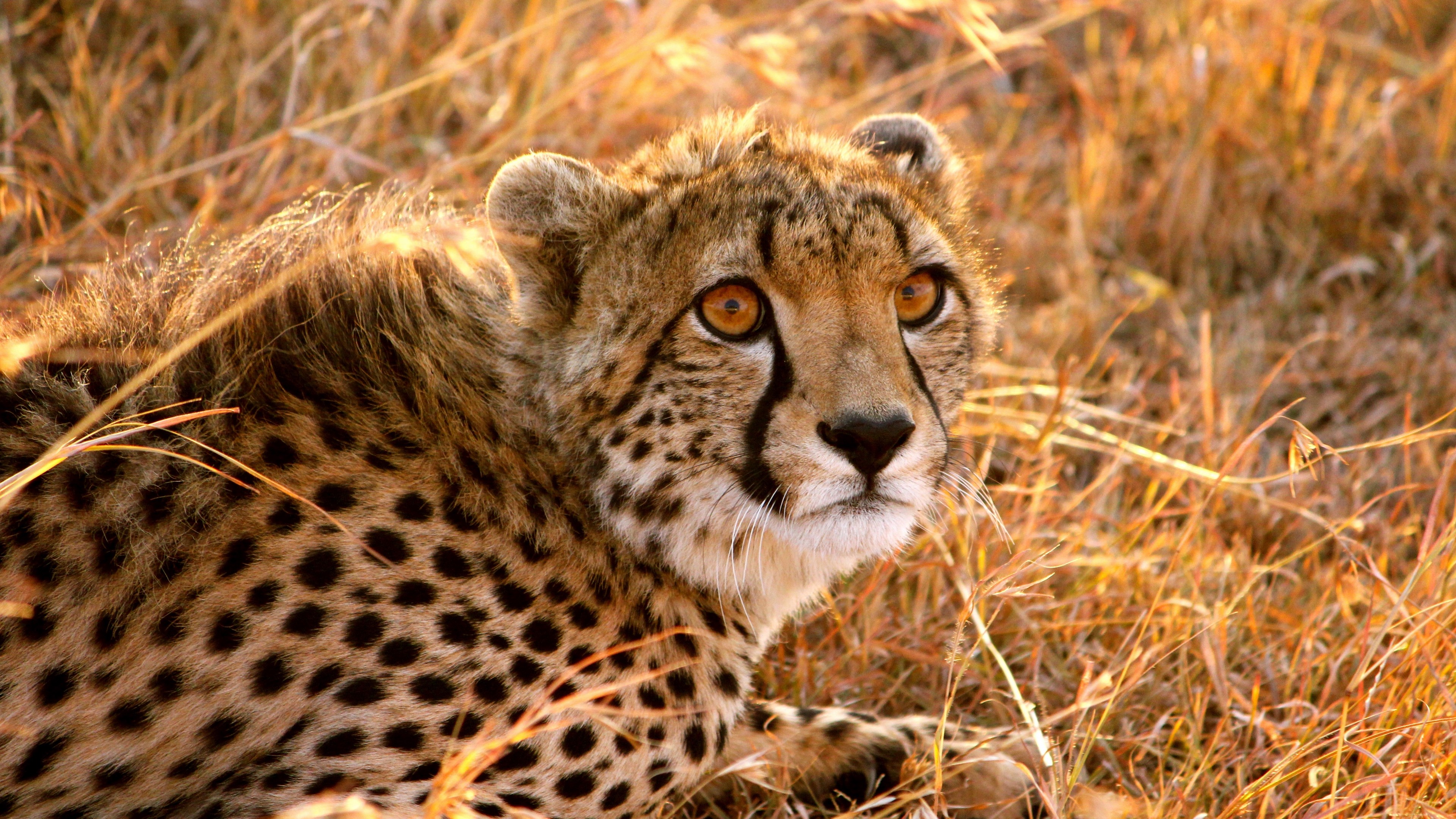 Cheetah lying in dry grass 4K HD Wallpaper